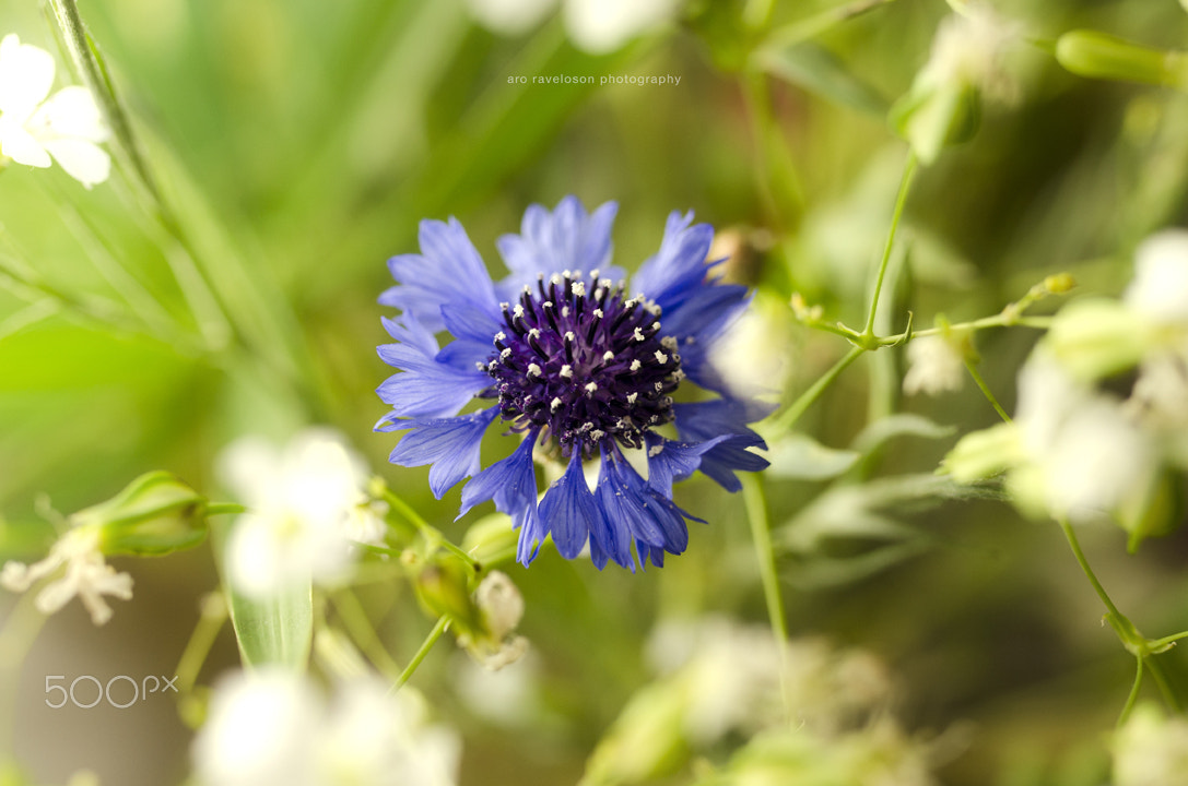 Nikon D7000 + Sigma 35mm F1.4 DG HSM Art sample photo. Beautiful nature 11 photography