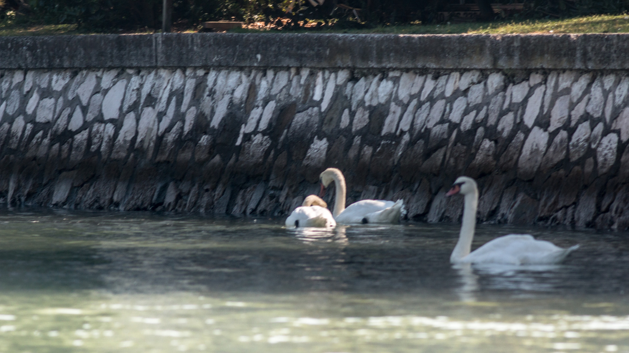 Canon EF 200mm f/2.8L II + 2x sample photo. A gathering of swans photography