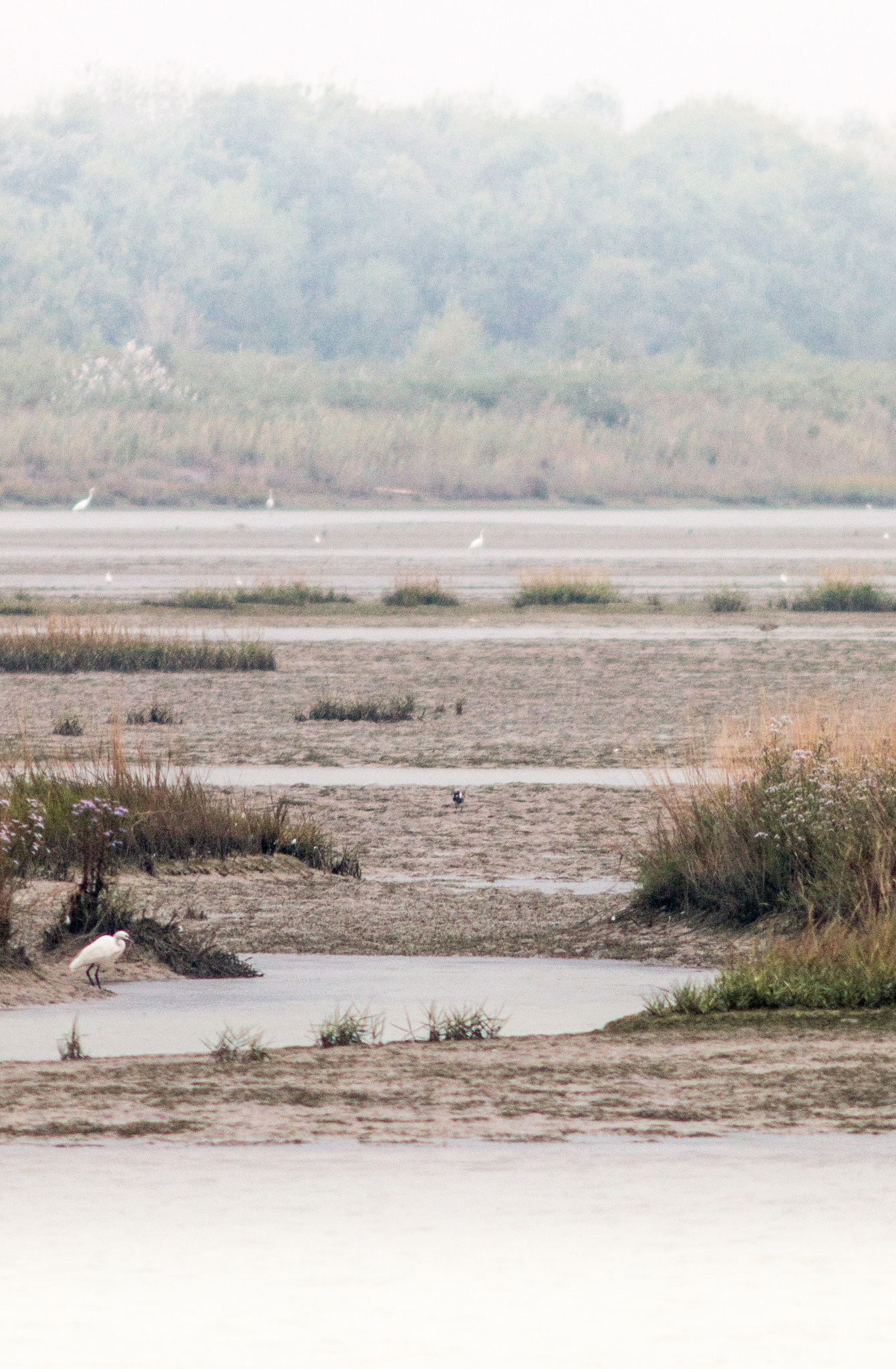 Canon EF 200mm f/2.8L II + 2x sample photo. Shorebird revery photography