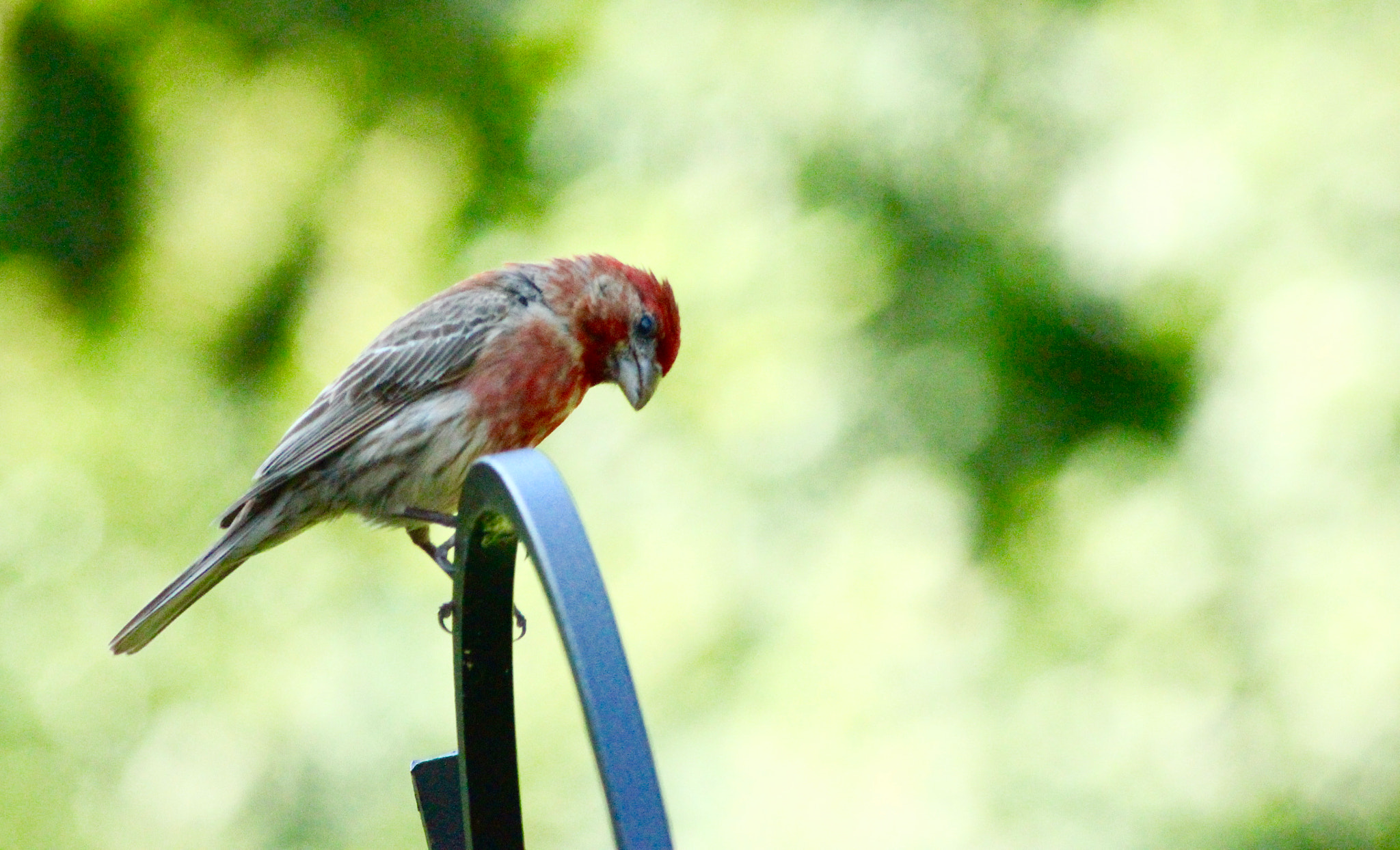 Sigma 70-300mm F4-5.6 APO DG Macro sample photo. Cardinal photography