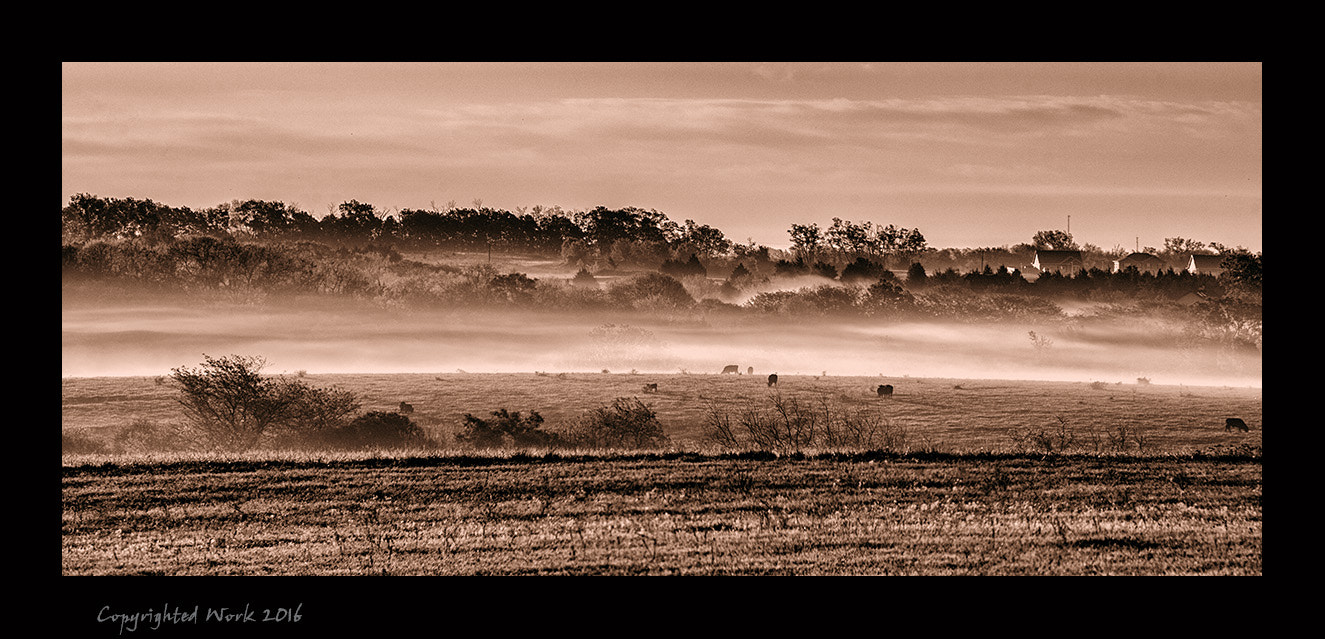 Nikon Df sample photo. Cowsinfog ndf photography
