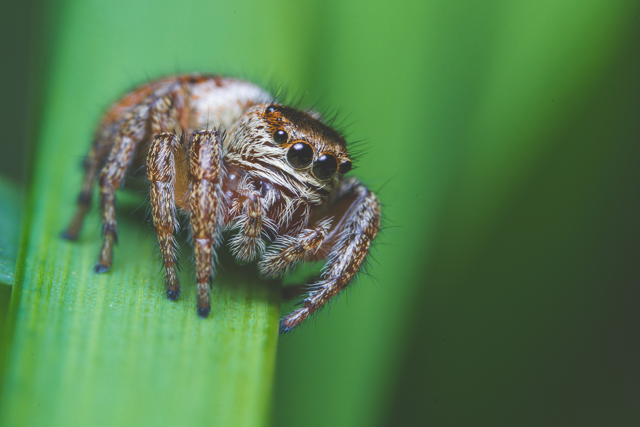 Sony a99 II + 90mm F2.8 Macro SSM sample photo. Jumping spider photography