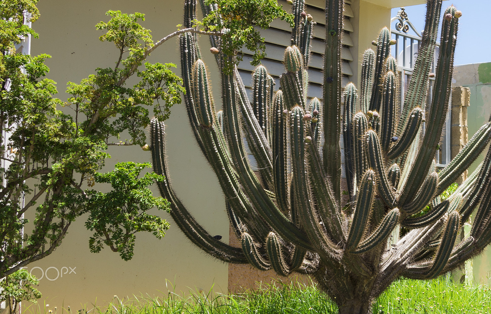 Canon EF 28-135mm F3.5-5.6 IS USM sample photo. Cactus photography