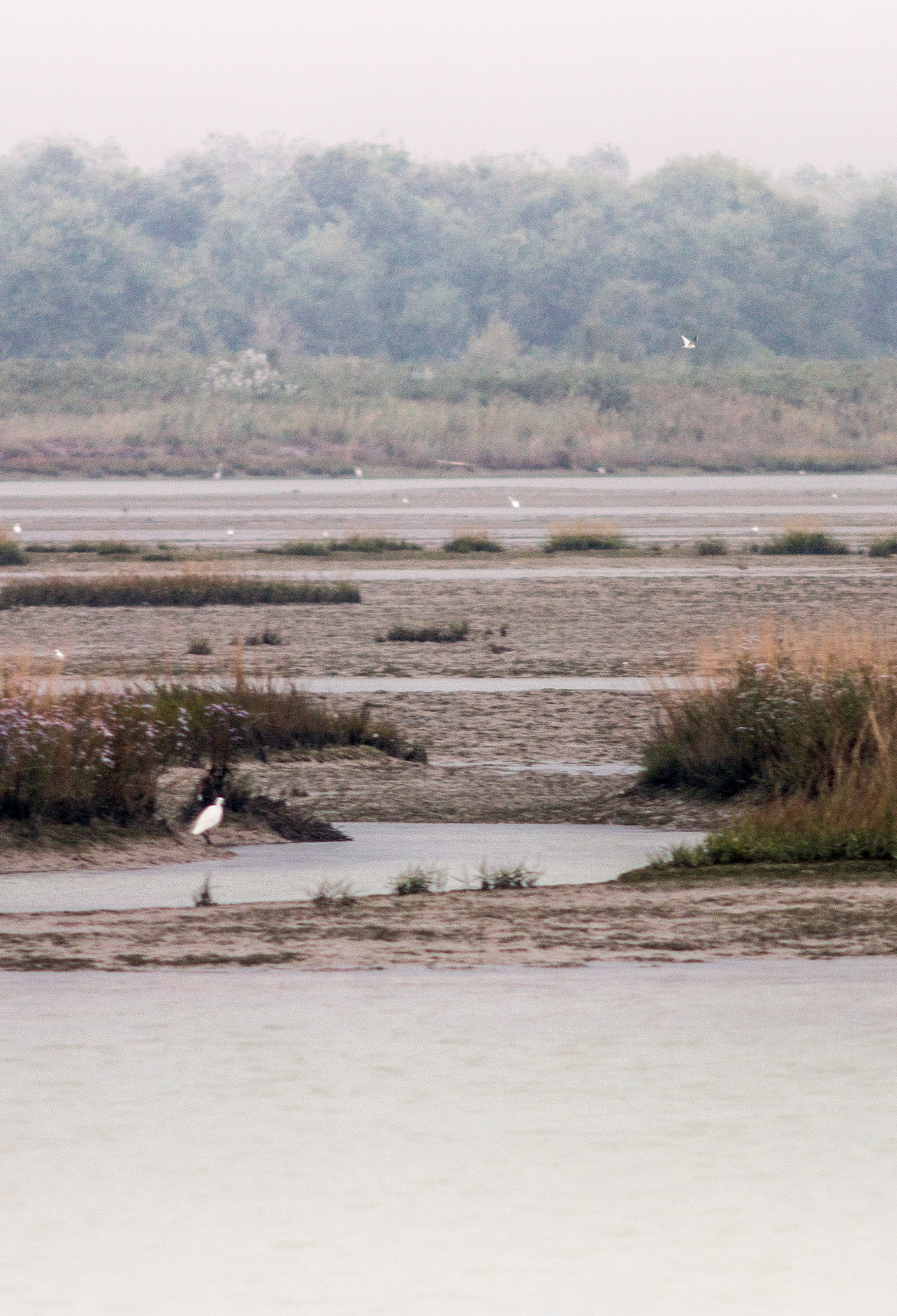 Canon EF 200mm f/2.8L II + 2x sample photo. Shorebird revery ii photography