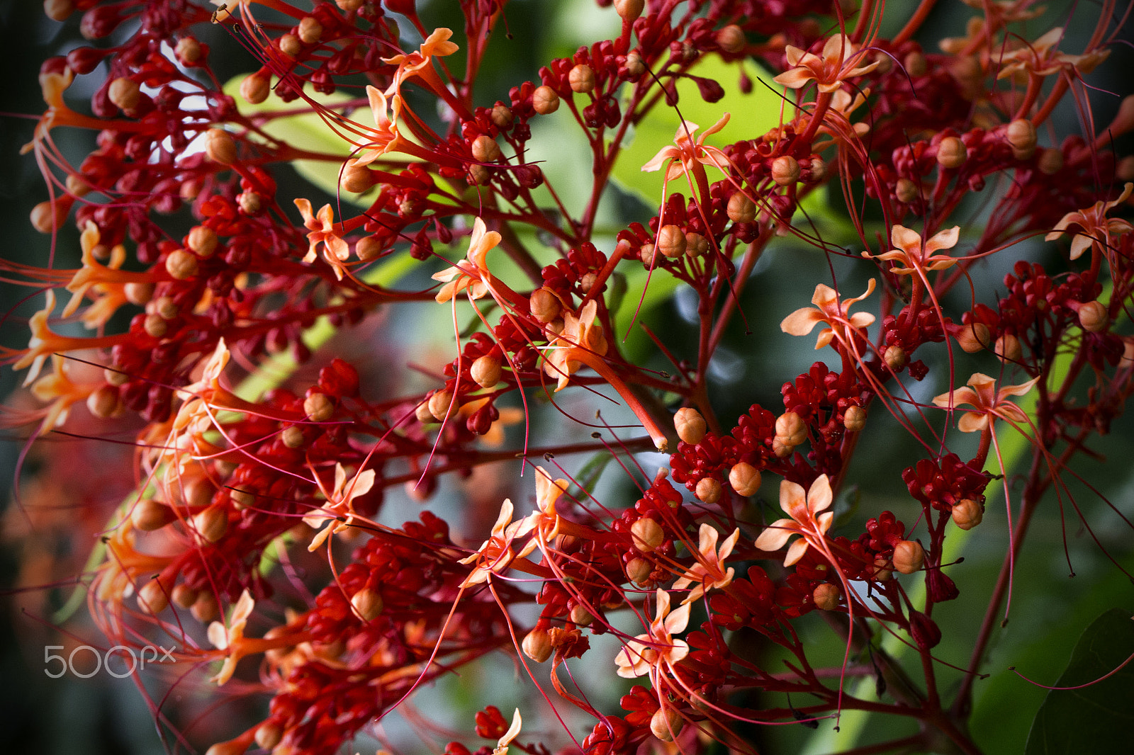 Canon EOS 700D (EOS Rebel T5i / EOS Kiss X7i) + Canon EF 100mm F2.8L Macro IS USM sample photo. Flower bush photography