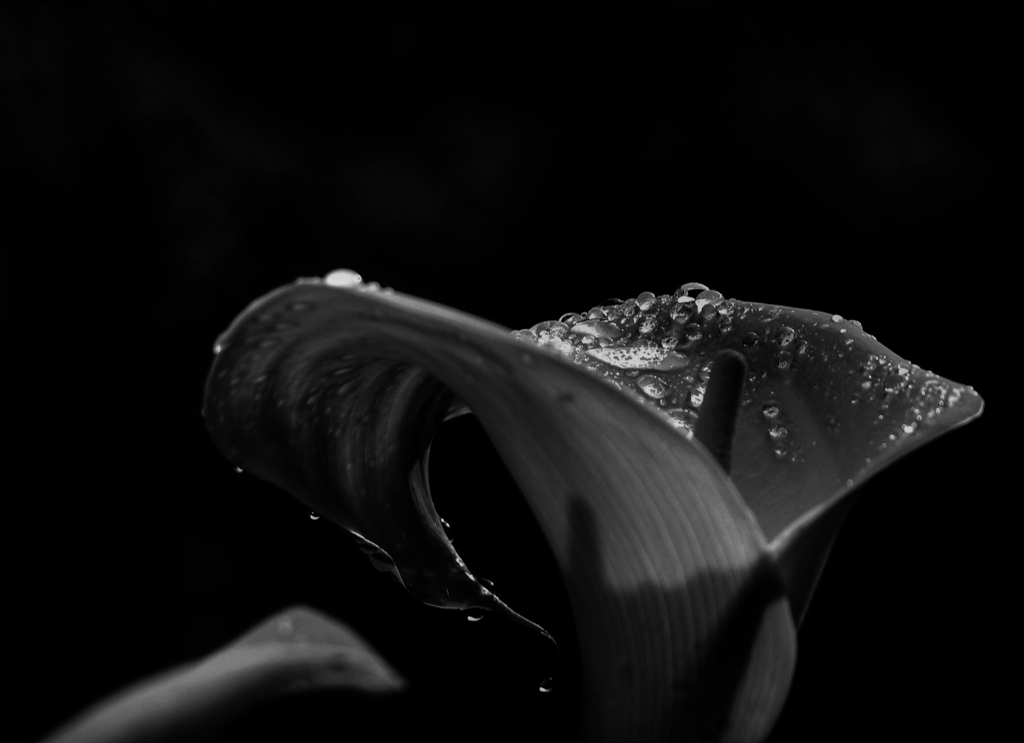 Canon EOS 700D (EOS Rebel T5i / EOS Kiss X7i) sample photo. Beauty shines even in darkness... photography