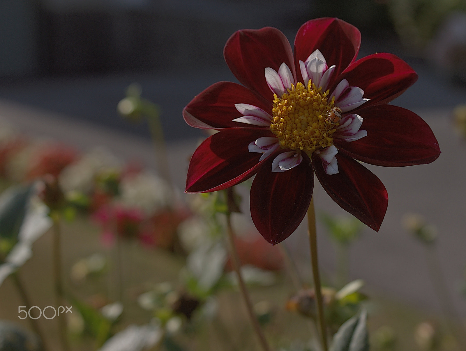 Sony SLT-A68 sample photo. A bugs life photography