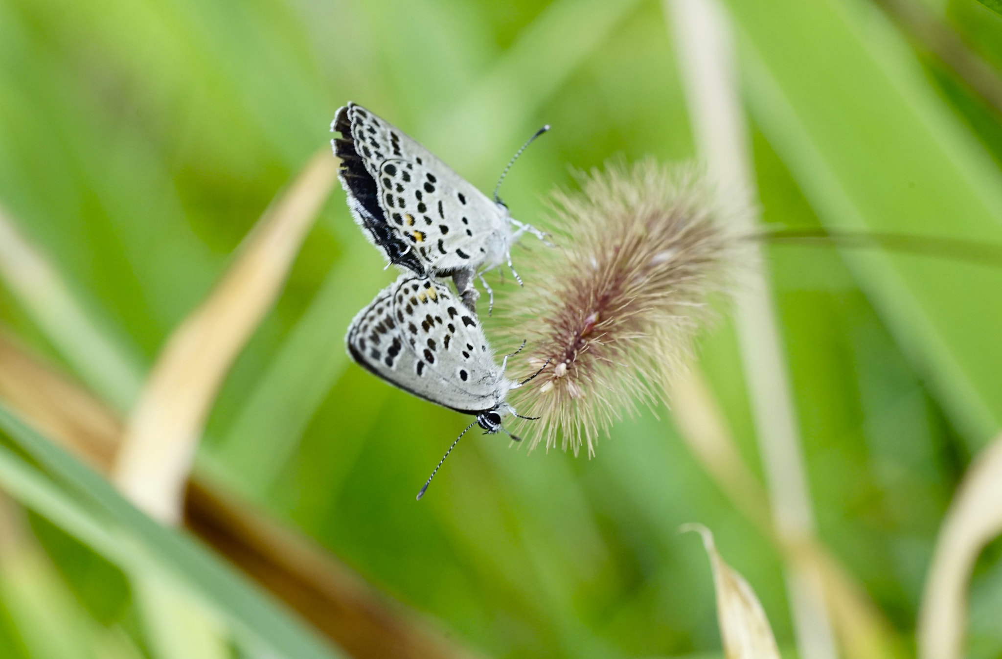 Sony a7 II + Sony FE 90mm F2.8 Macro G OSS sample photo. 恋曲 photography