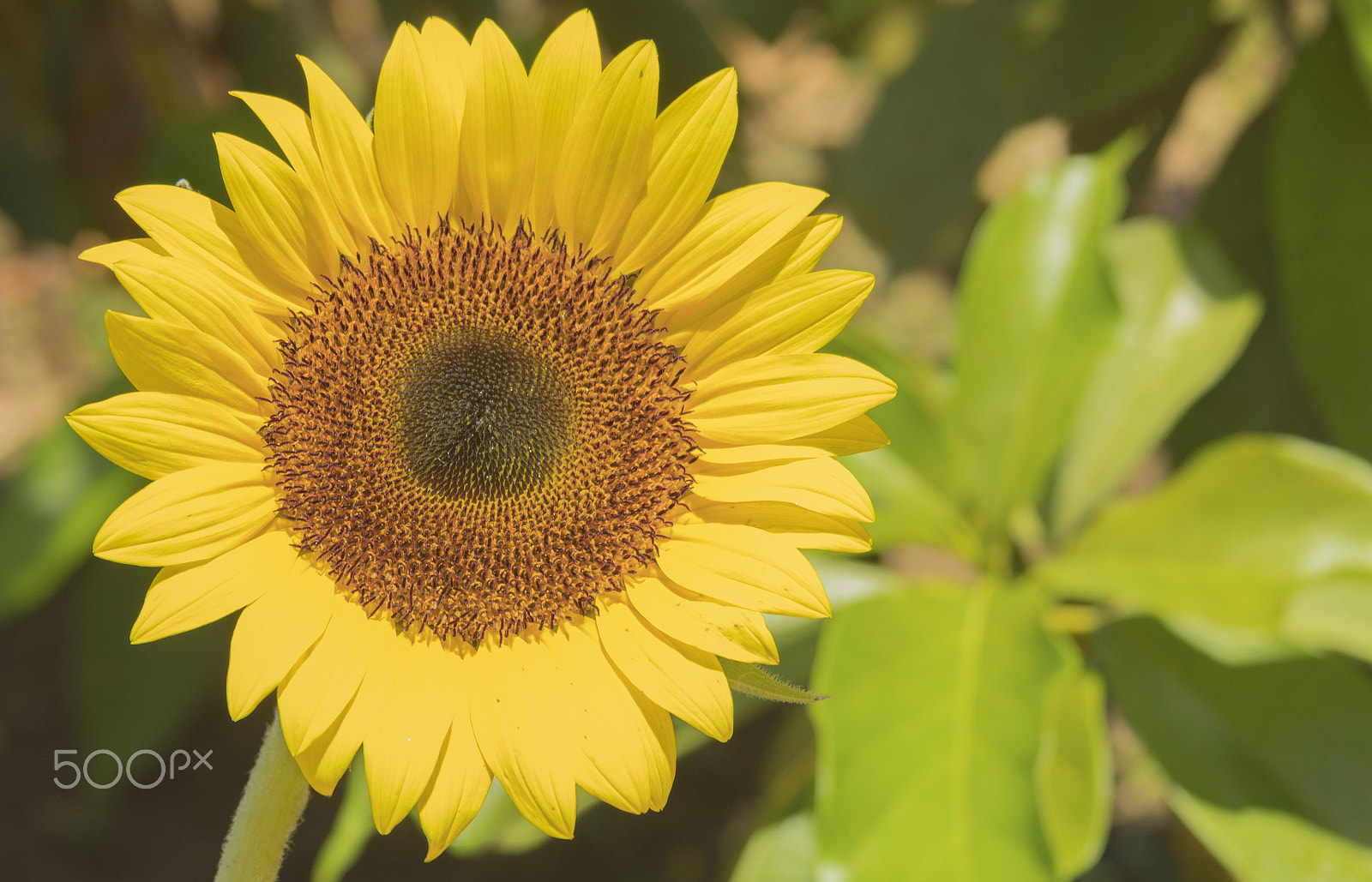 Canon EF 28-135mm F3.5-5.6 IS USM sample photo. Girasol photography