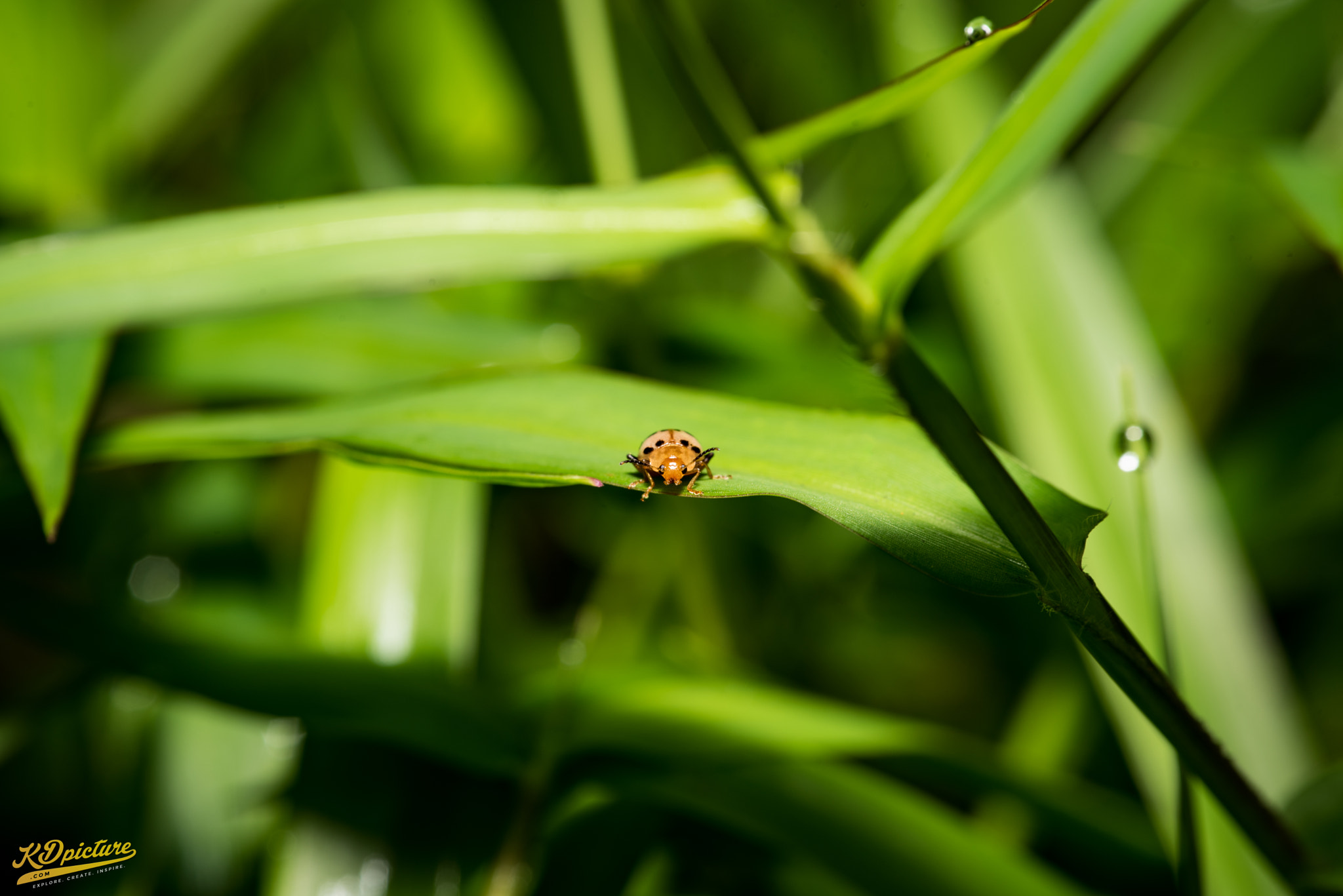 Nikon D750 + AF Nikkor 85mm f/1.8 sample photo. K macro photography