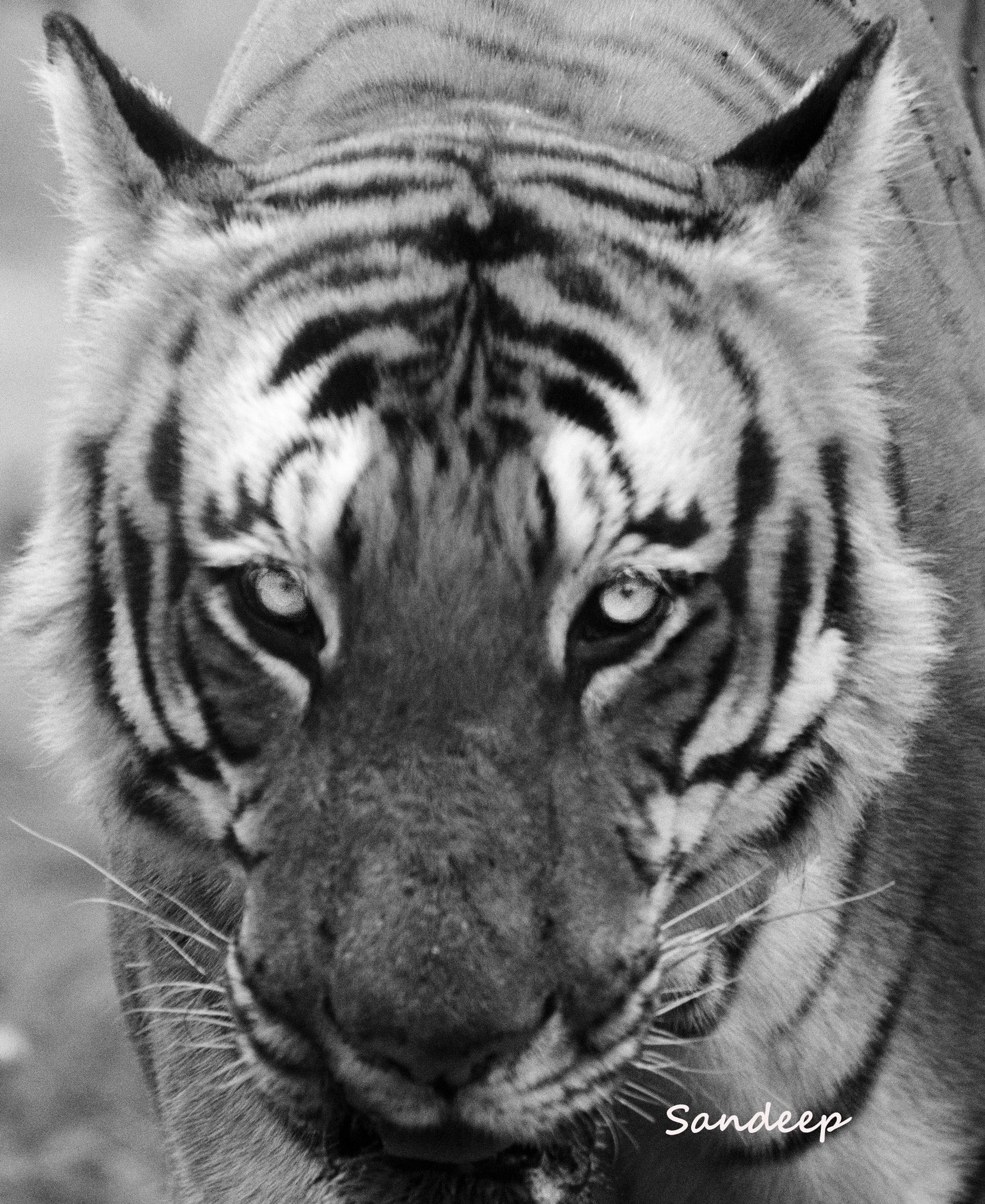 Nikon D610 + Nikon Nikkor AF-S 300mm F4E PF ED VR sample photo. Eye of the tiger photography
