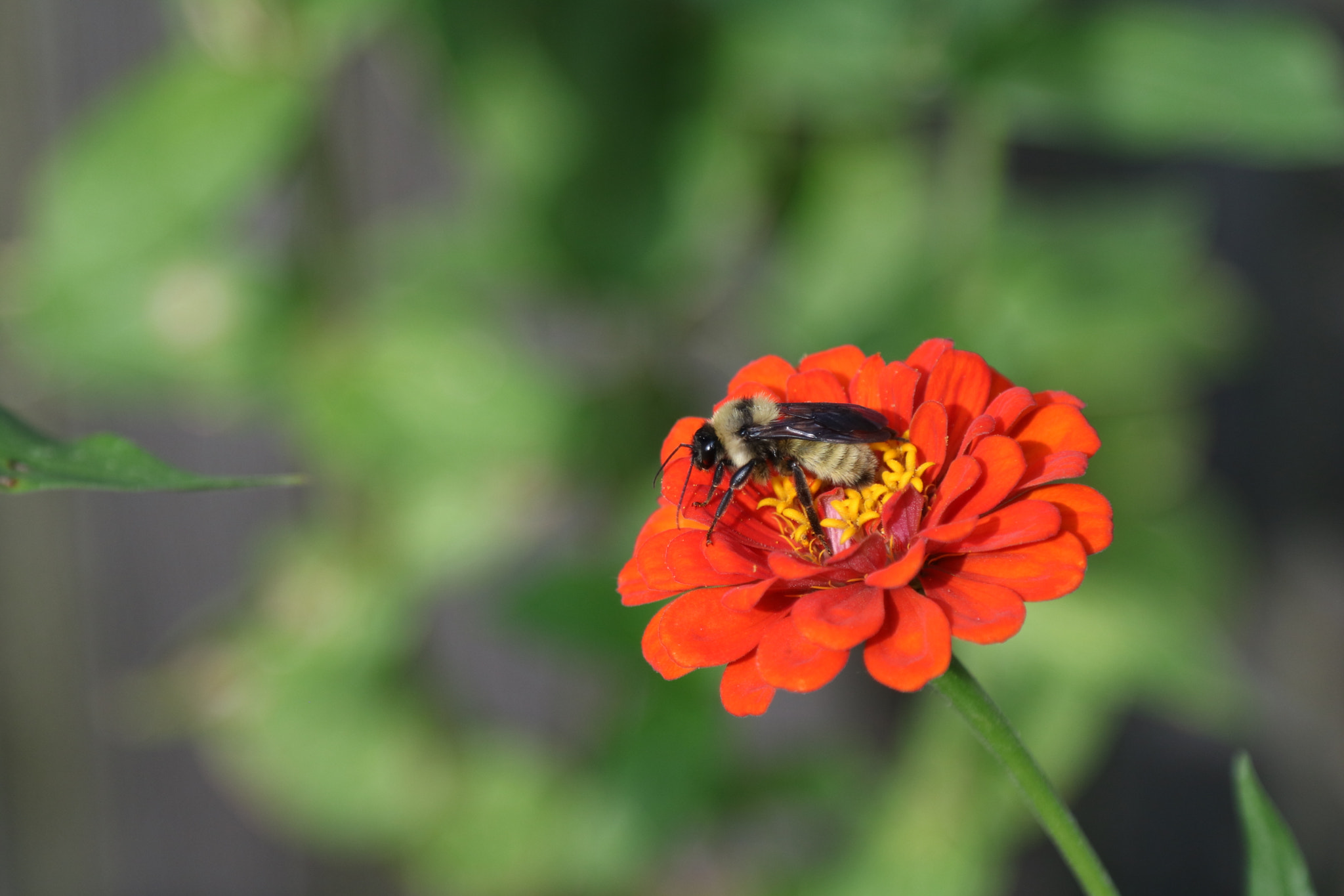Canon EOS 760D (EOS Rebel T6s / EOS 8000D) sample photo. The busy pollinator photography
