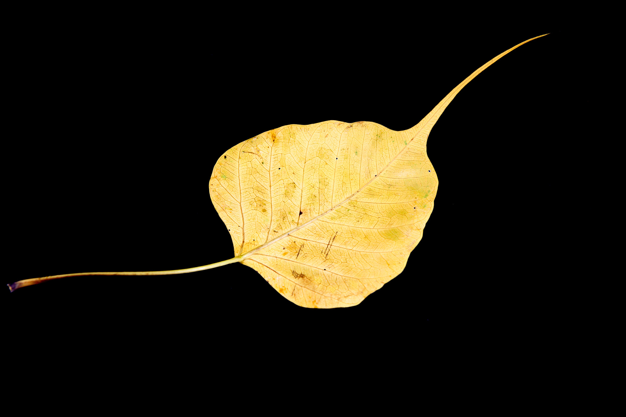 Canon EOS 60D + Canon EF-S 17-55mm F2.8 IS USM sample photo. Damage yellow bodhi leaf vein on black background photography