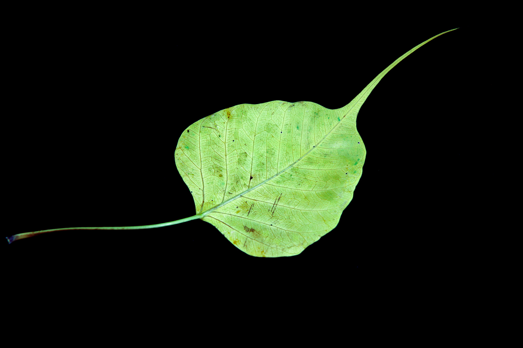 Canon EF-S 17-55mm F2.8 IS USM sample photo. Damage green bodhi leaf vein on black background photography