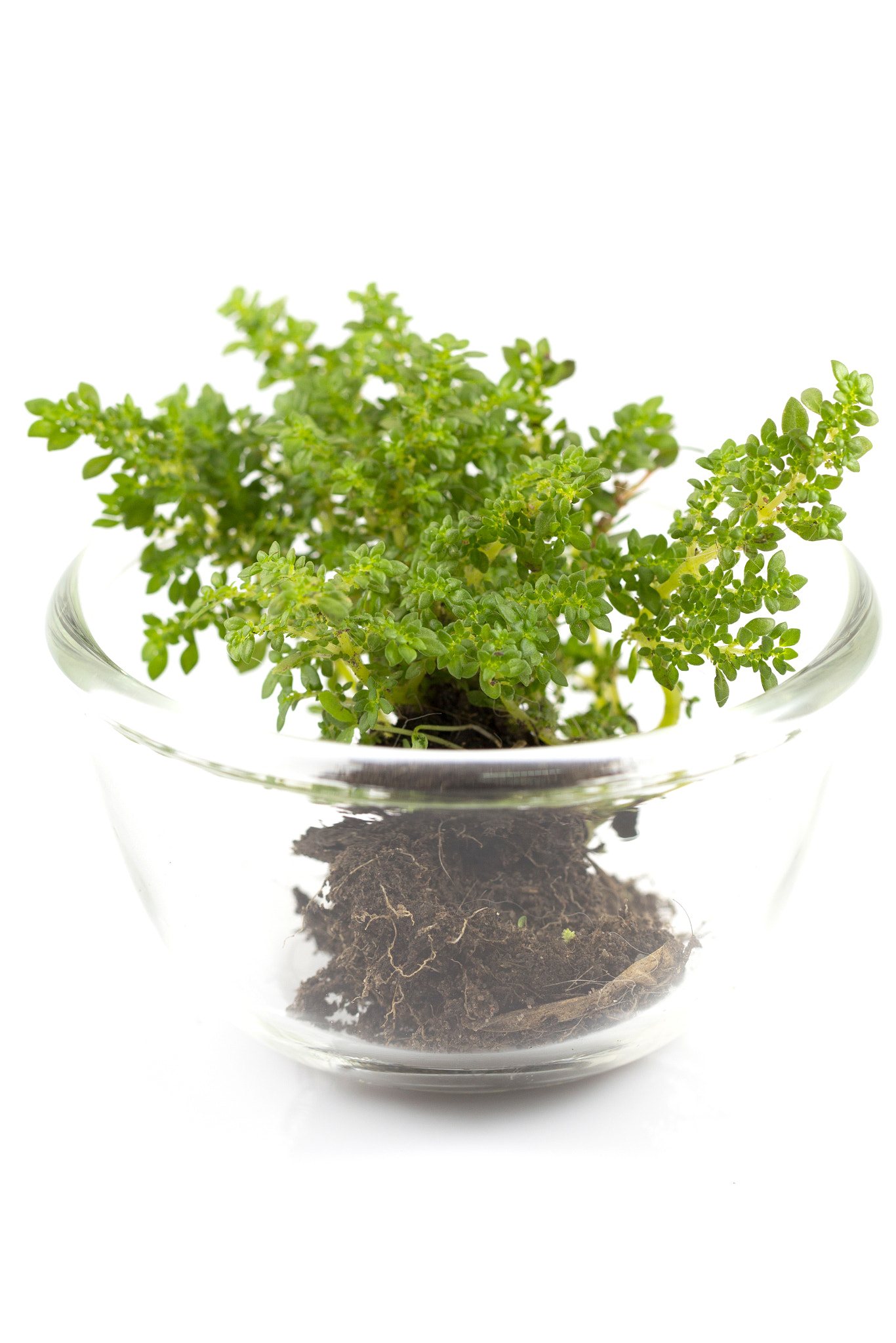 Canon EF 100mm F2.8L Macro IS USM sample photo. Small tree in glass cup. photography