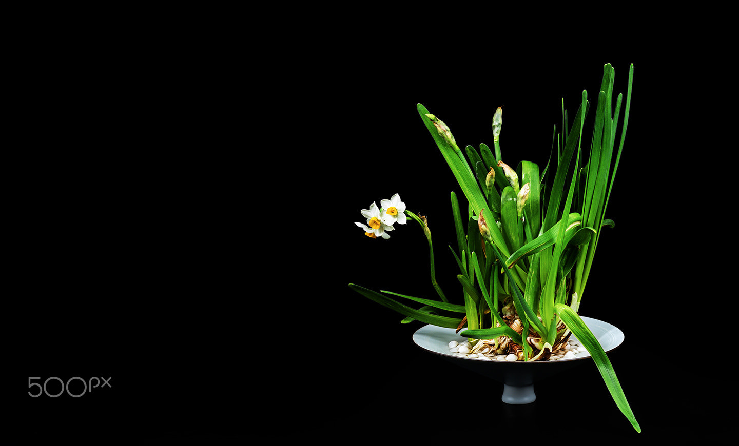 Sony a99 II sample photo. Zen narcissus ii photography