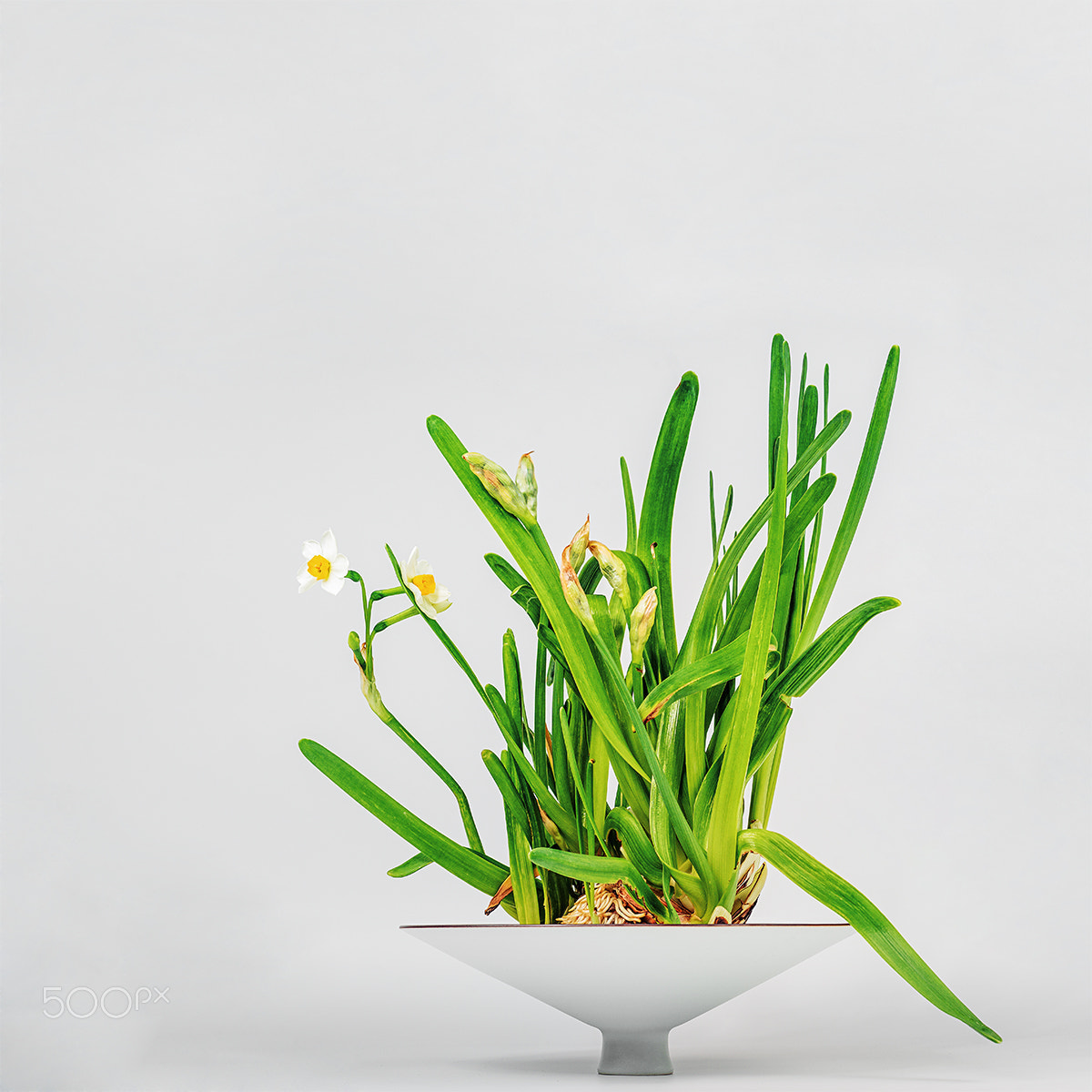 Sony a99 II sample photo. Zen narcissus iv photography