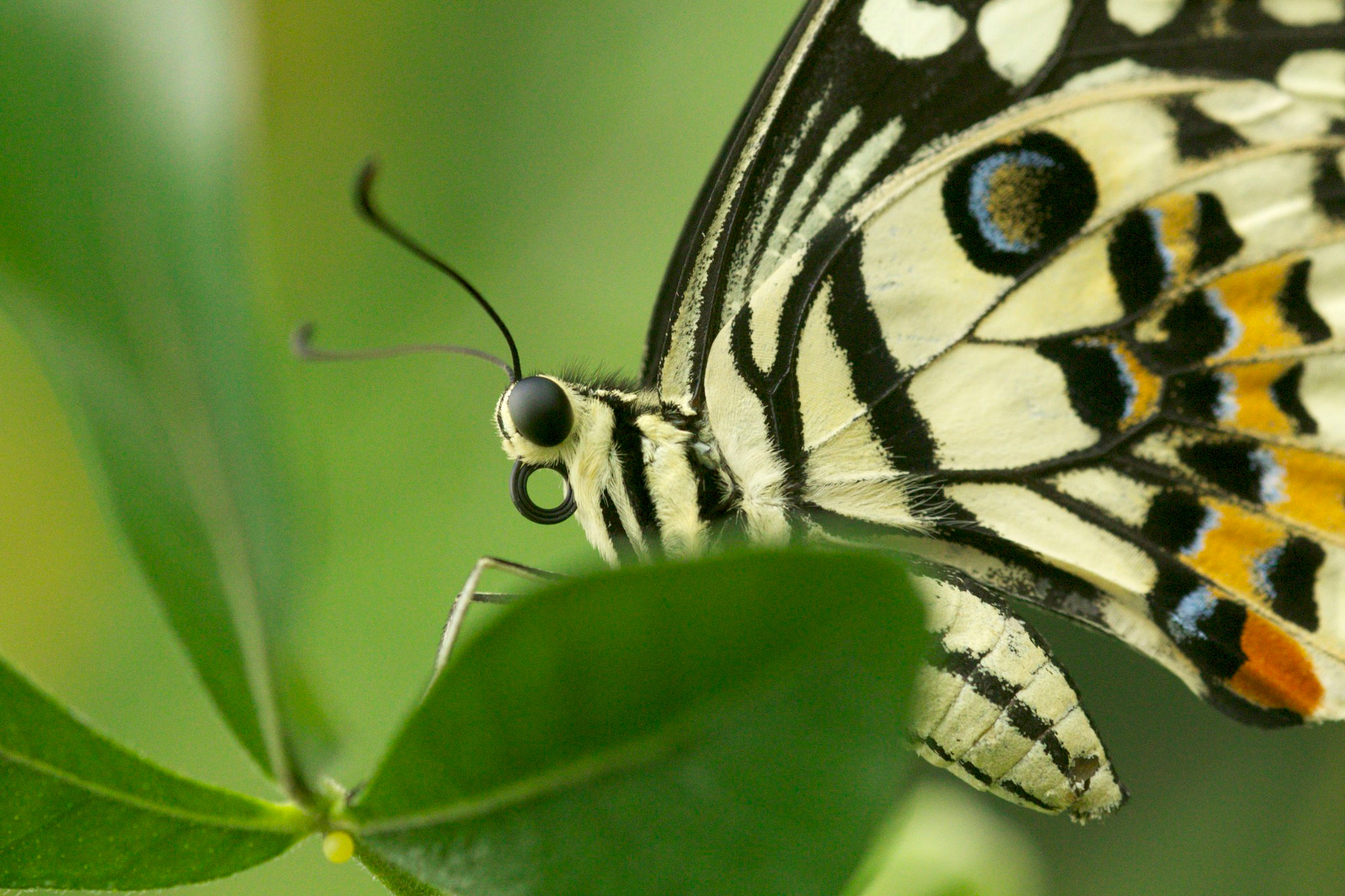 Sigma 105mm F2.8 EX DG Macro sample photo. Papilio demoleus photography
