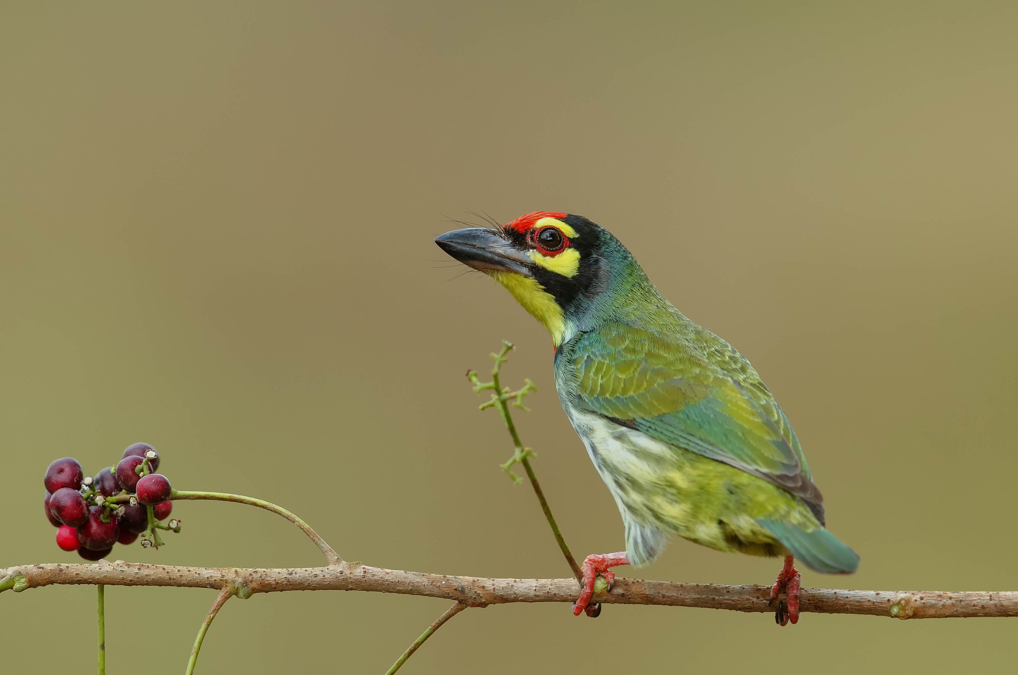 Nikon D7000 + Nikon AF-S Nikkor 500mm F4G ED VR sample photo. Coppersmith barbet photography