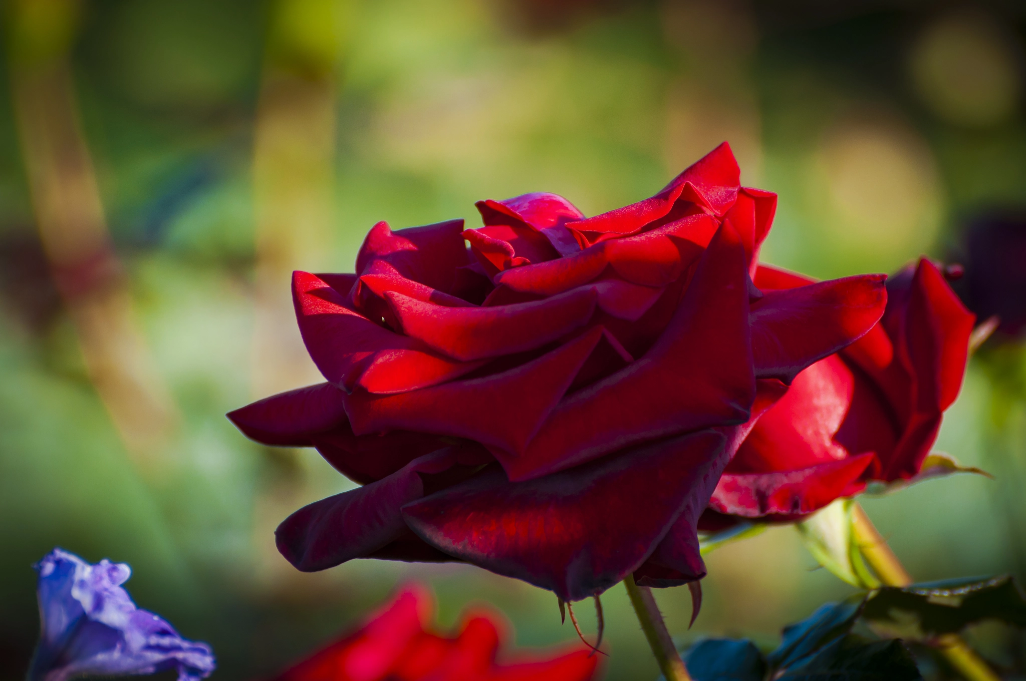 Nikon D5000 sample photo. Rose photography
