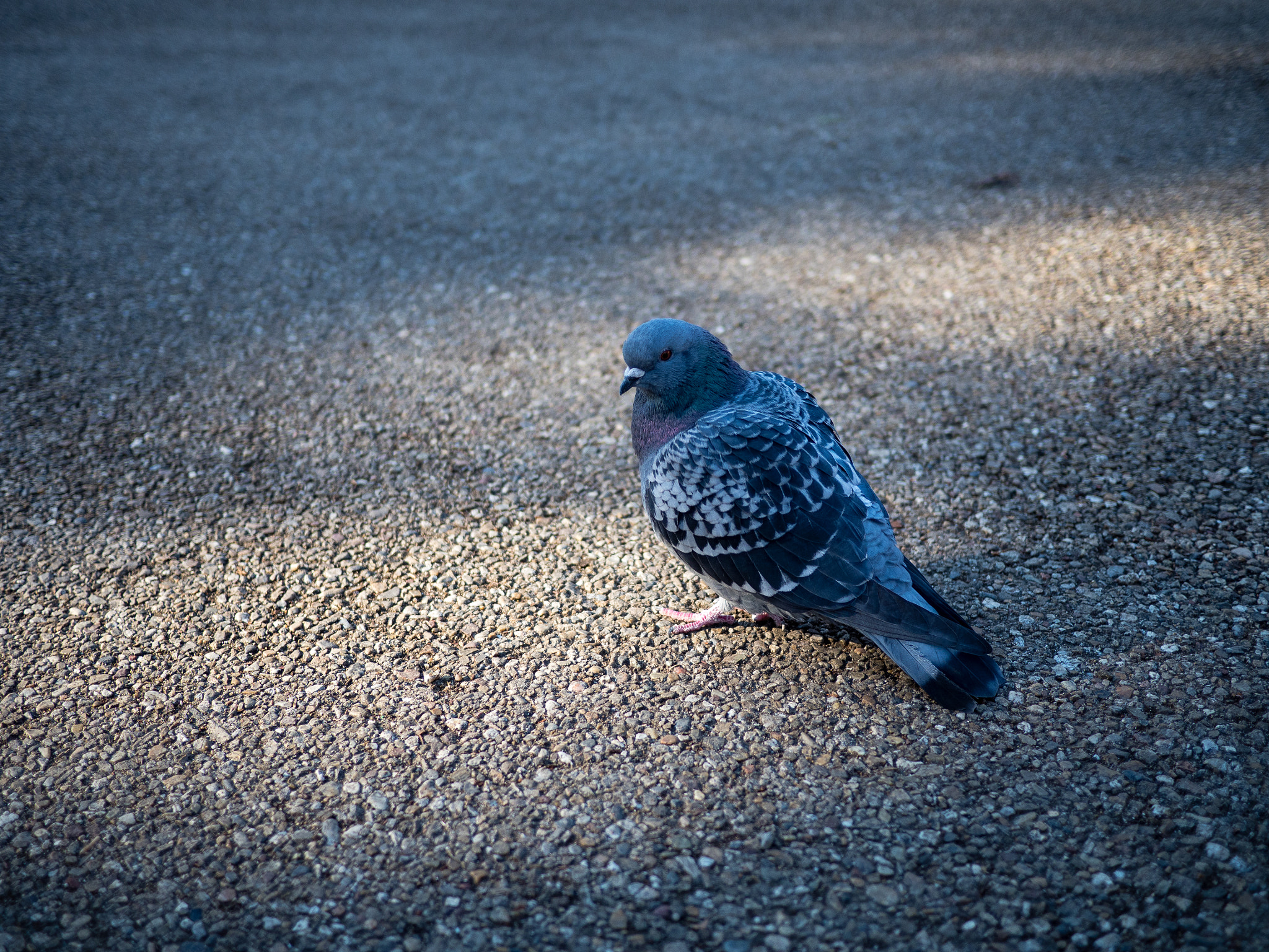 Olympus OM-D E-M5 II + LUMIX G 20/F1.7 II sample photo. Pigeon in ueno photography