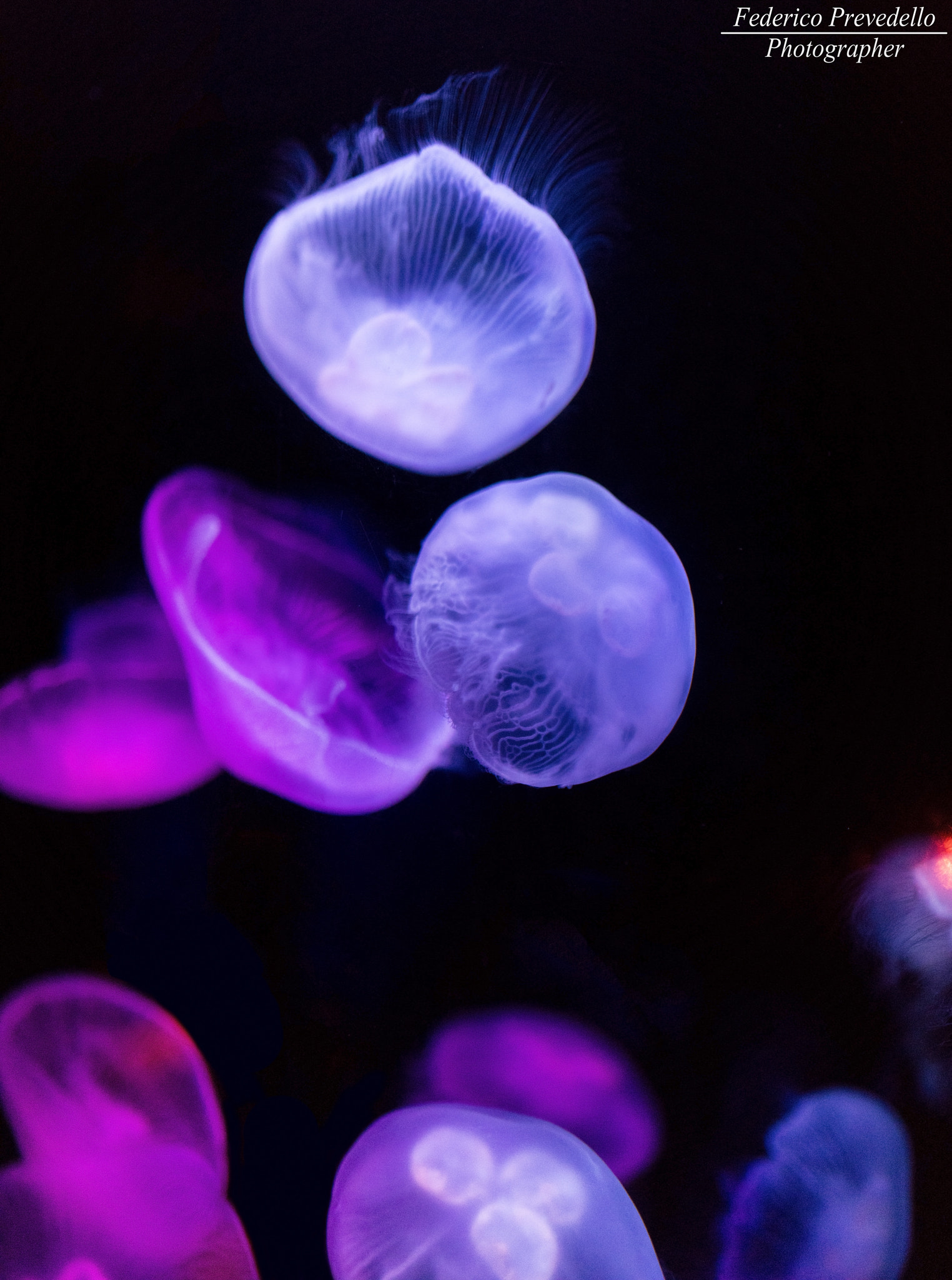 Sigma 35mm F1.4 DG HSM Art sample photo. - jellyfish - photography