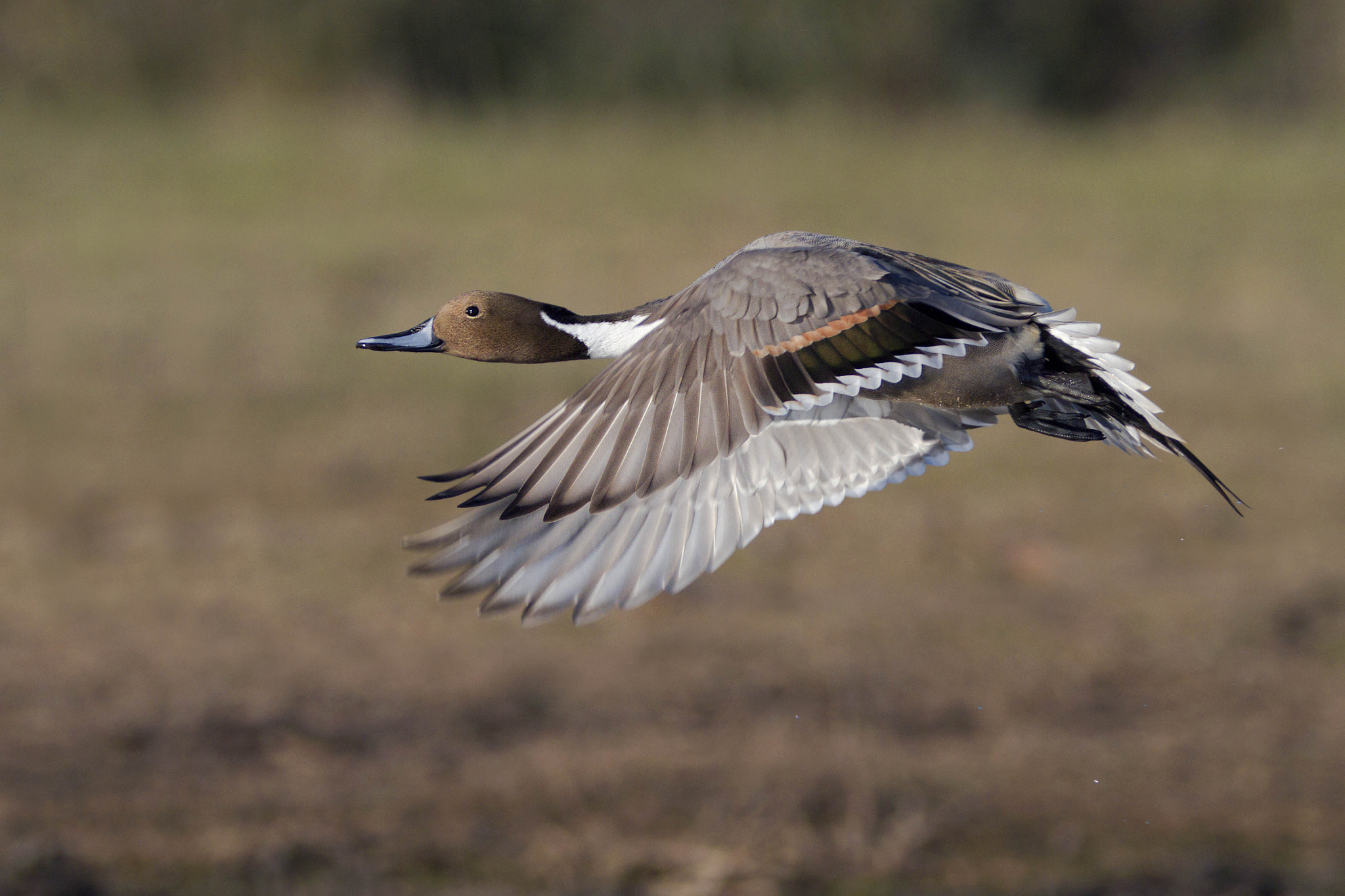 Canon EF 300mm f/2.8L + 2x sample photo. Codon photography