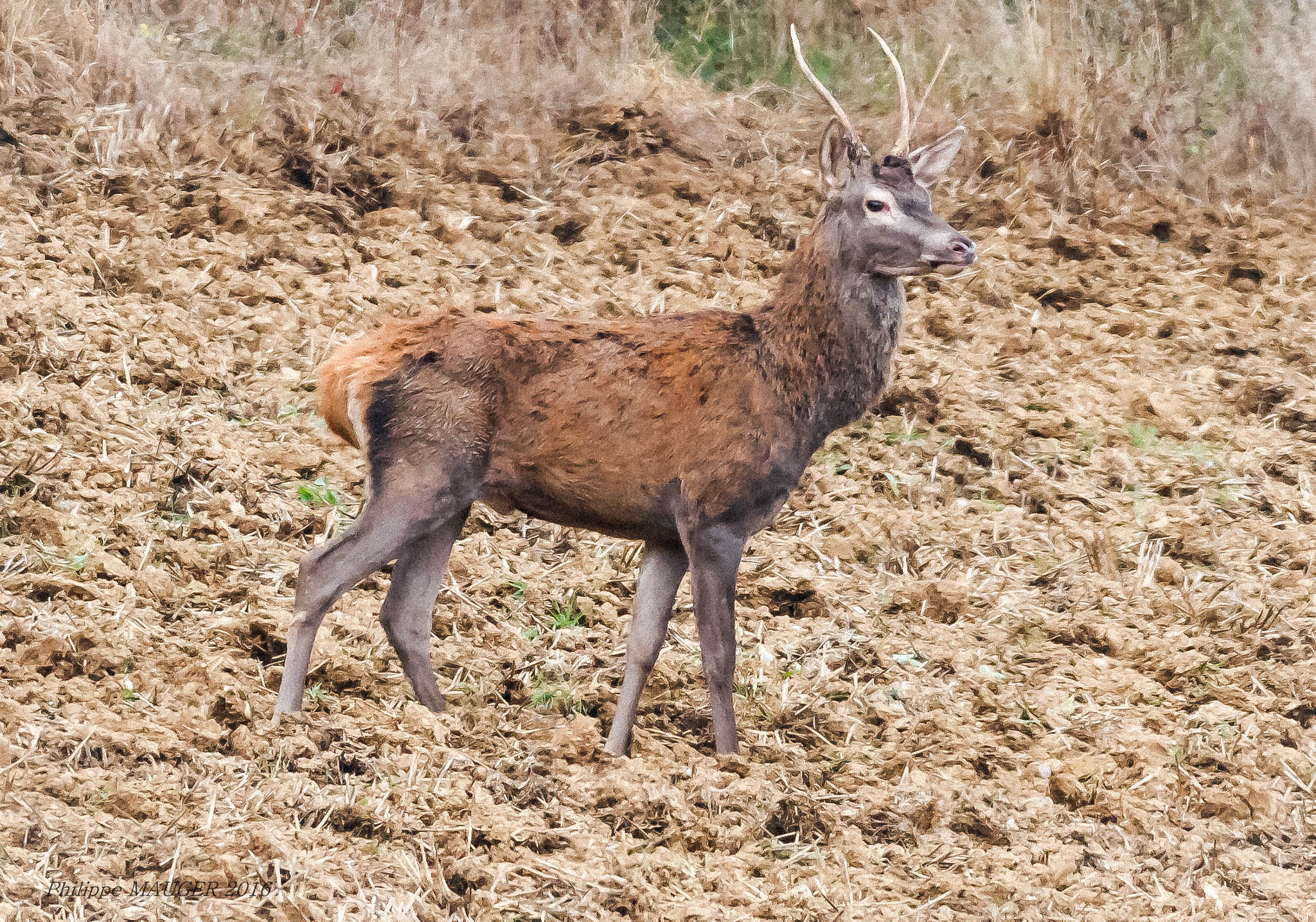 150-600mm F5-6.3 DG OS HSM | Sports 014 sample photo. Cerf brame 2015 photography