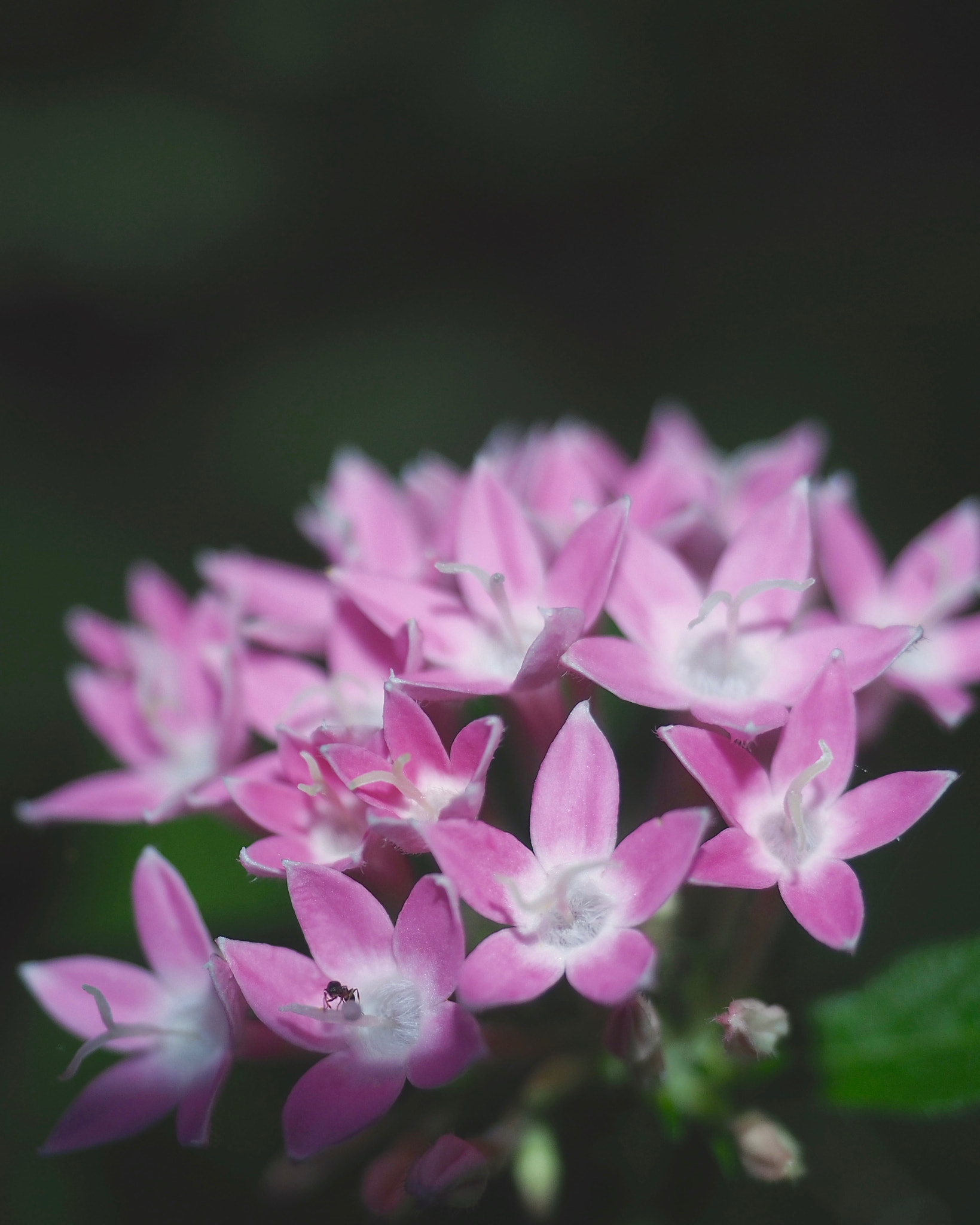 Olympus M.Zuiko Digital ED 12-40mm F2.8 Pro sample photo. A world of its own photography