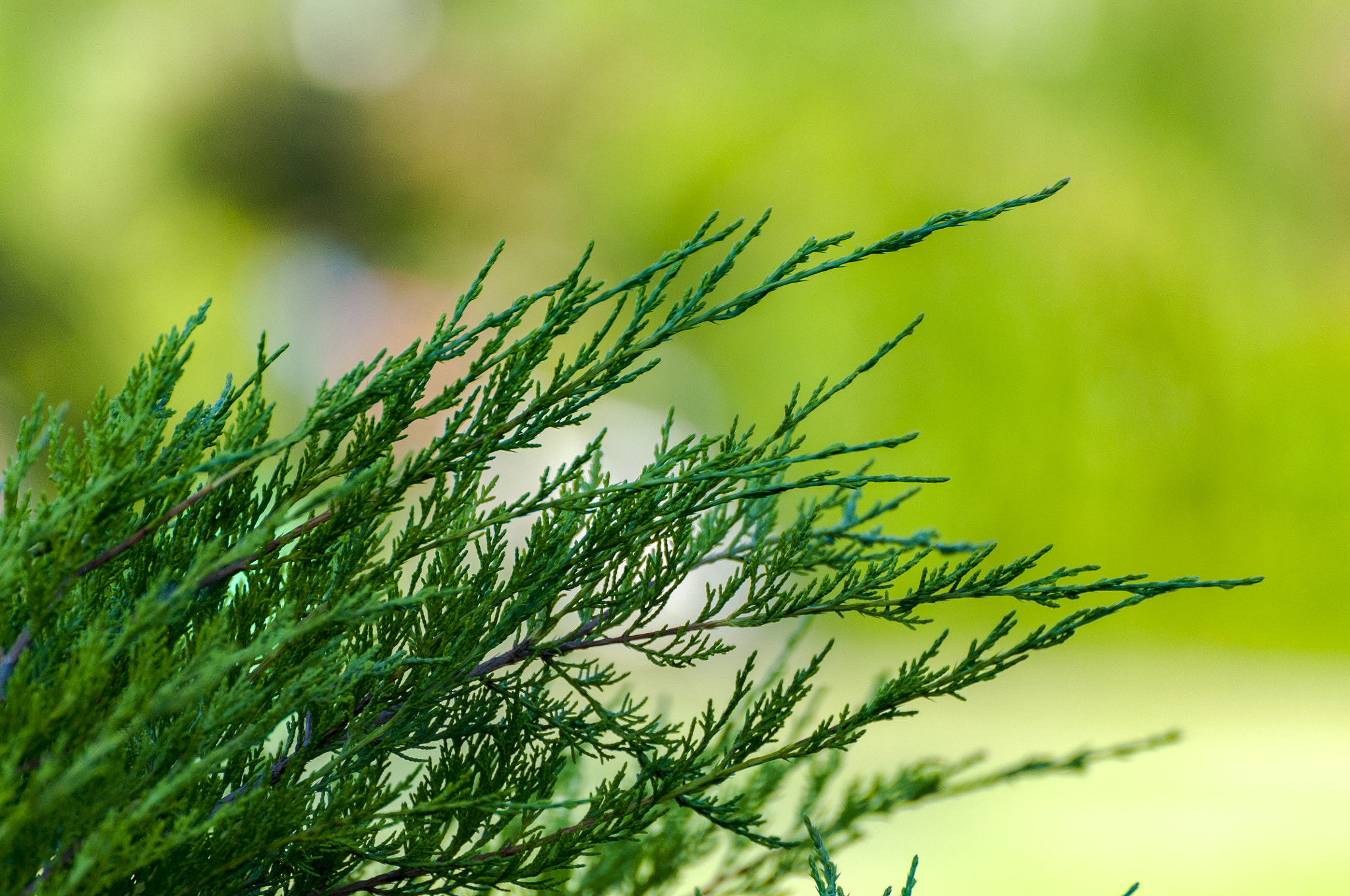Nikon D5000 sample photo. Green photography