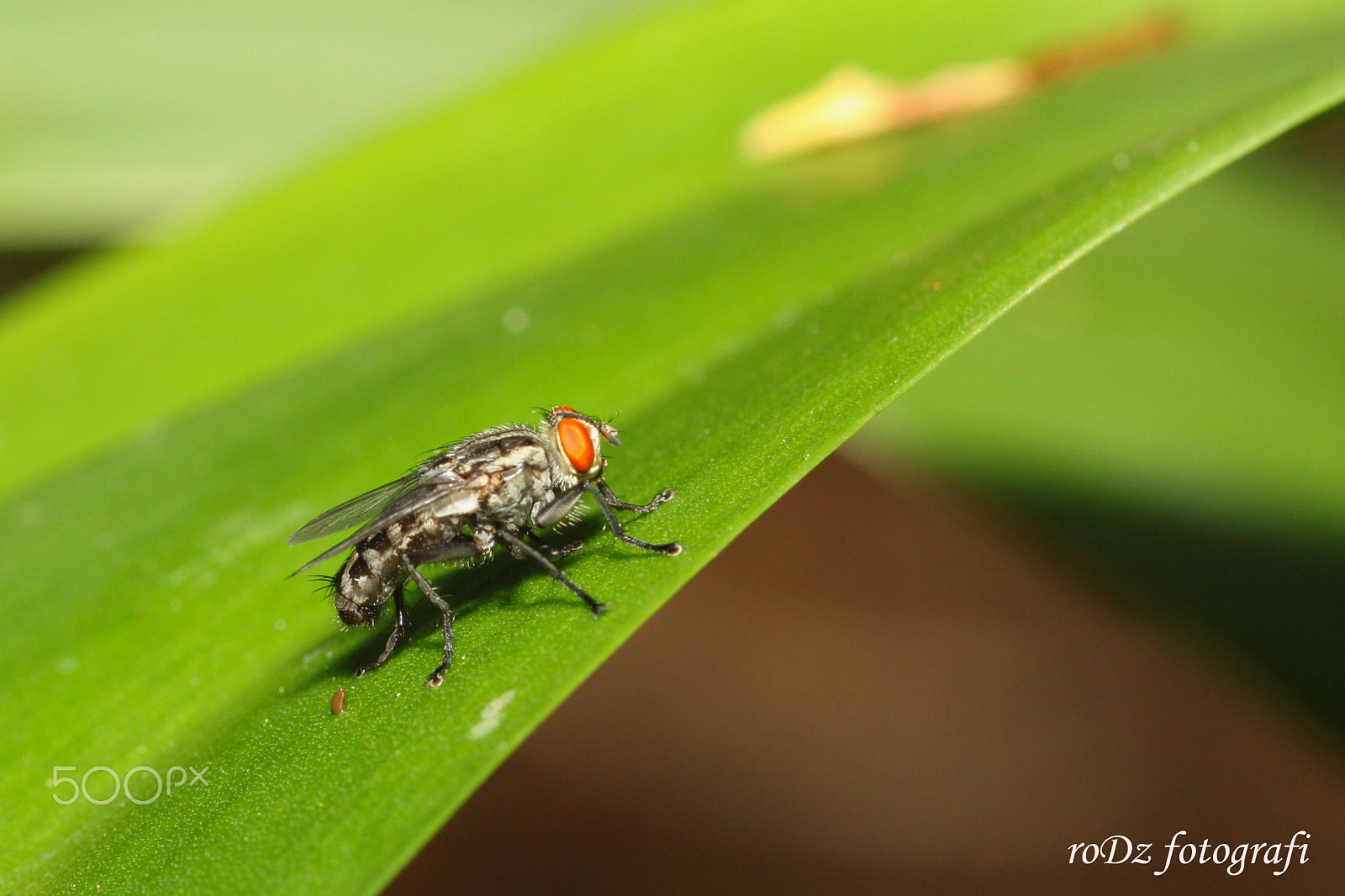 Canon EOS 500D (EOS Rebel T1i / EOS Kiss X3) + Canon EF 100mm F2.8 Macro USM sample photo. Housefly photography