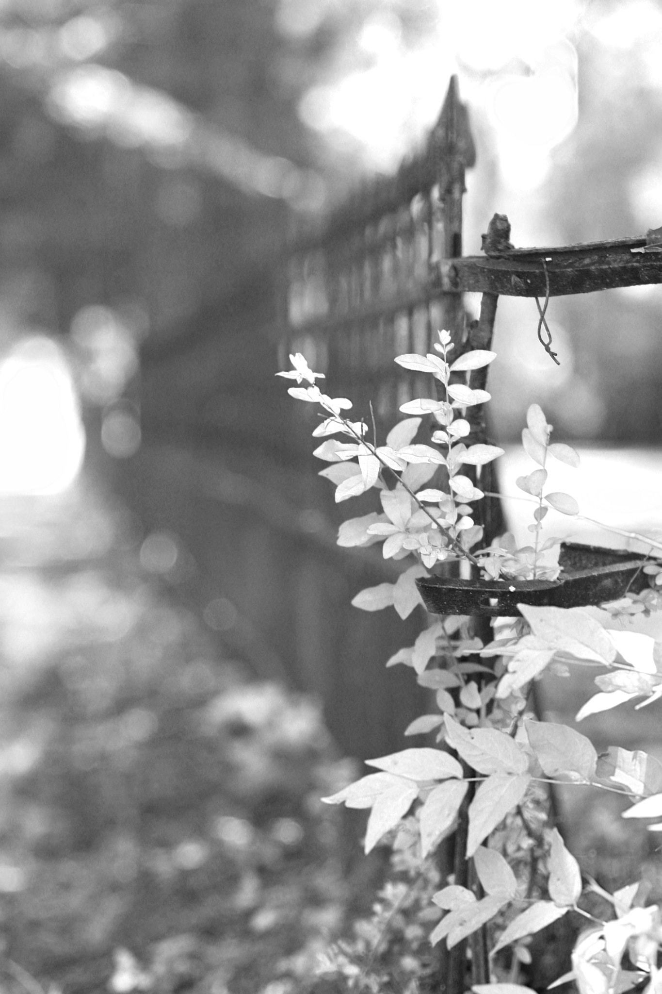 Canon EOS 1000D (EOS Digital Rebel XS / EOS Kiss F) sample photo. Fence photography