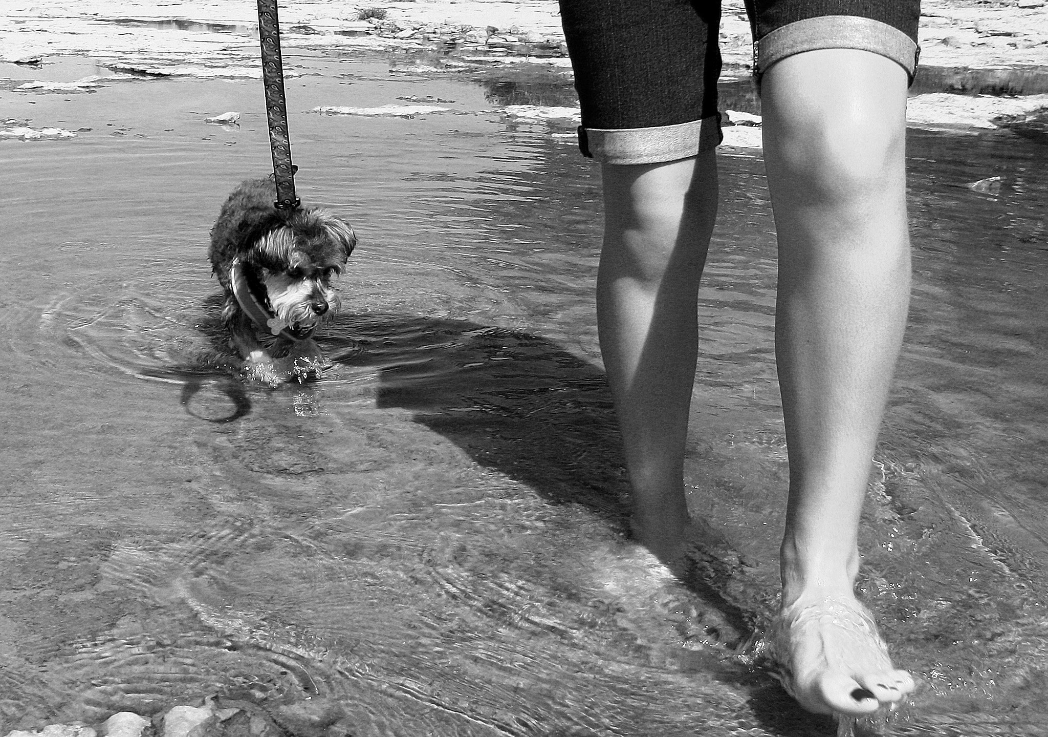 Canon EOS 1000D (EOS Digital Rebel XS / EOS Kiss F) sample photo. Daisy and lily in the water photography