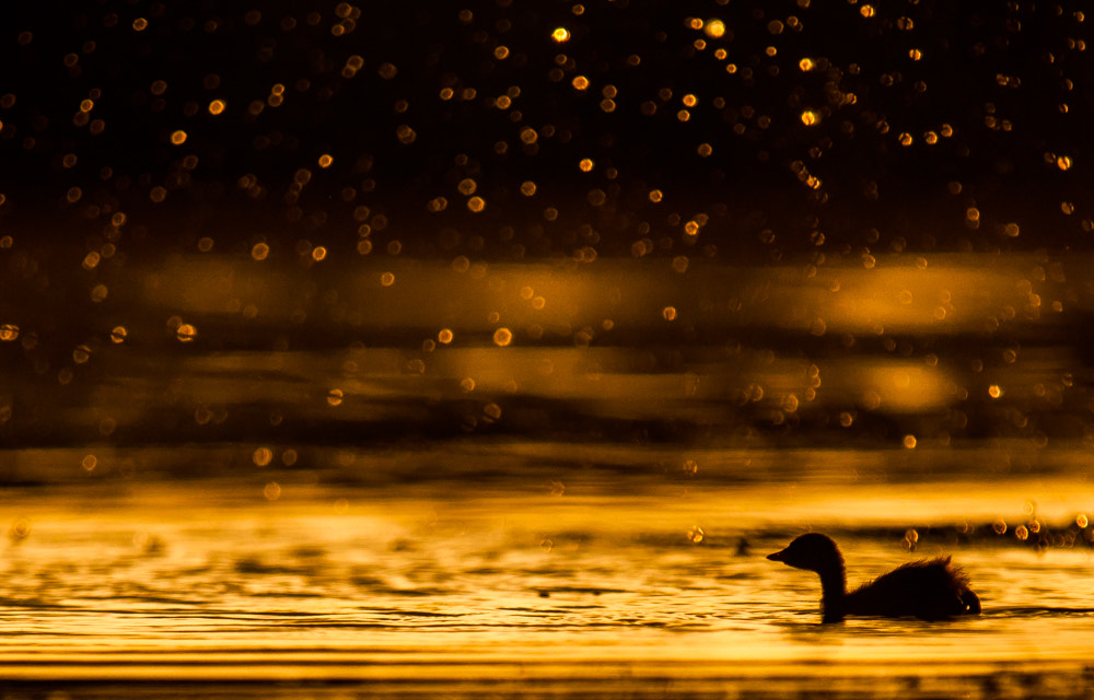 Nikon D90 + Sigma APO 100-300mm F4 EX IF HSM sample photo. Little grebe photography