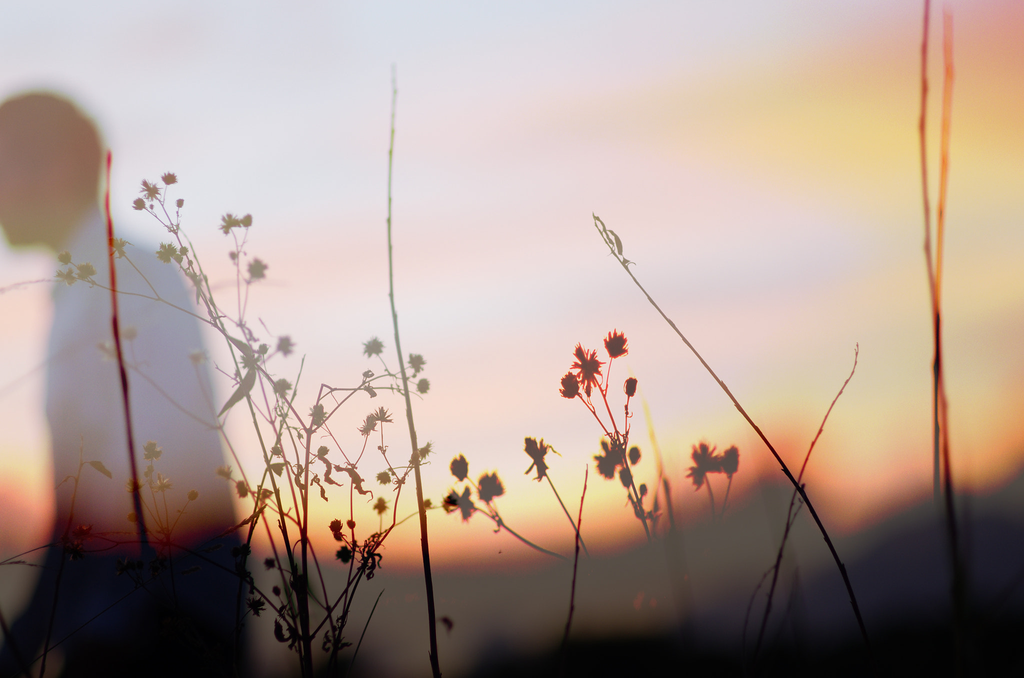 Pentax K-5 II + Pentax smc FA 77mm 1.8 Limited sample photo. Sunset- photography