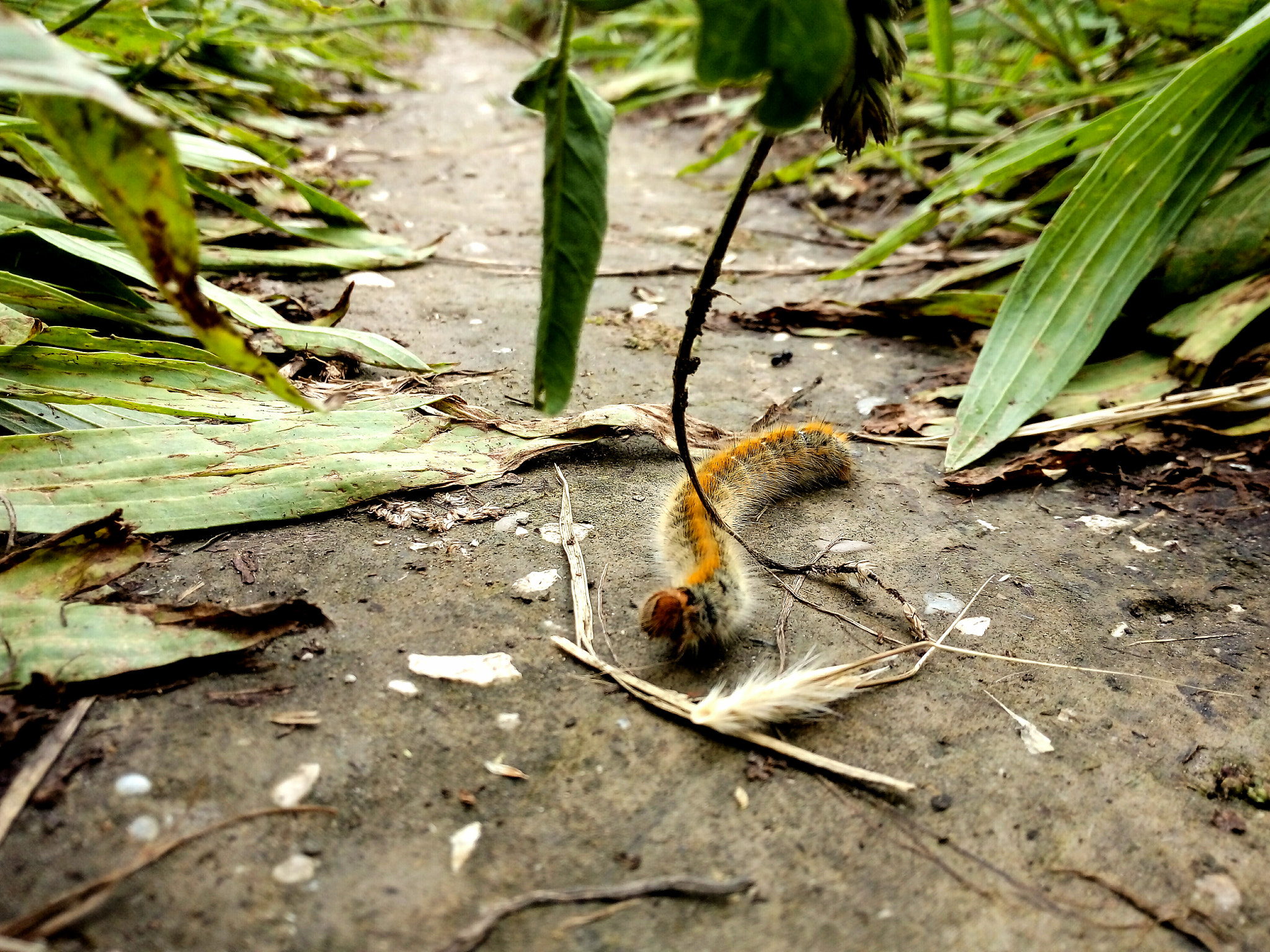 HUAWEI GR3 sample photo. The strange caterpillar photography