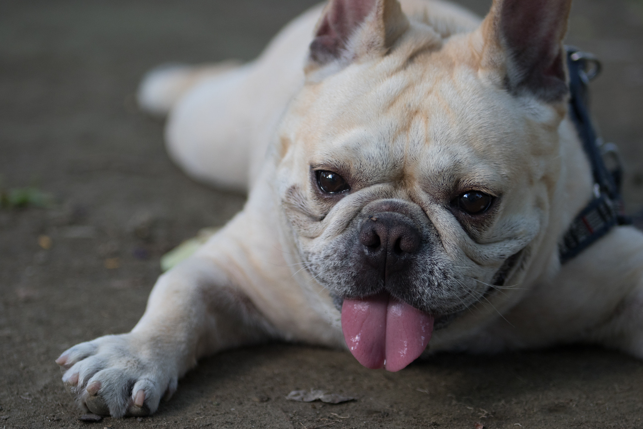 Canon EOS 7D Mark II + Canon EF 80-200mm f/2.8L sample photo. Lovely dog photography