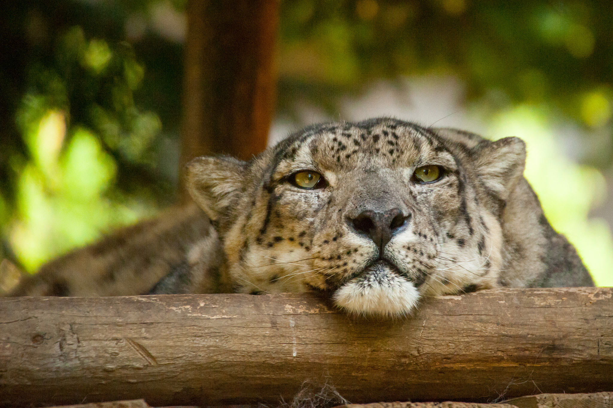 Nikon D700 sample photo. Lazy at the zoo photography