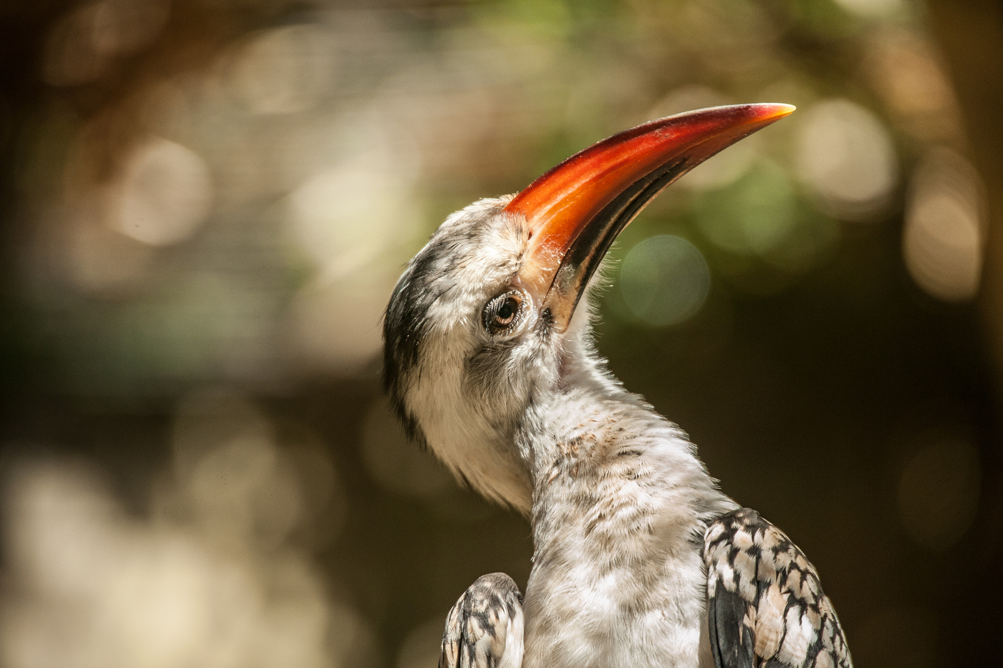 Nikon D700 sample photo. Zoo amnéville photography