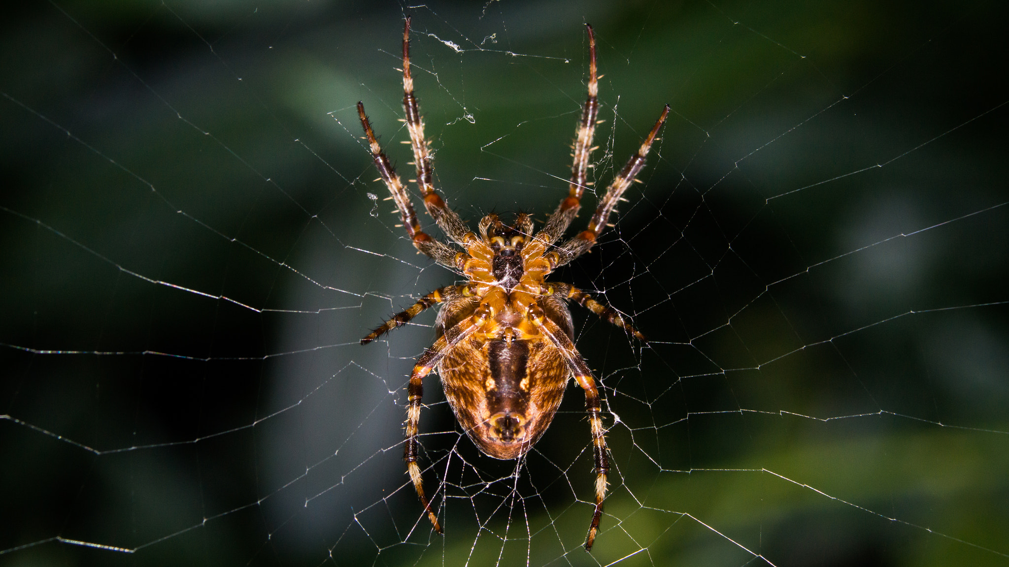 Tokina 80-400mm F4.5-5.6 AT-X AF II 840 sample photo. Spider in the web photography