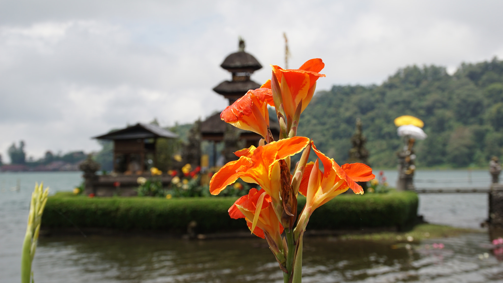 Sony DT 18-200mm F3.5-6.3 sample photo. Flower photography