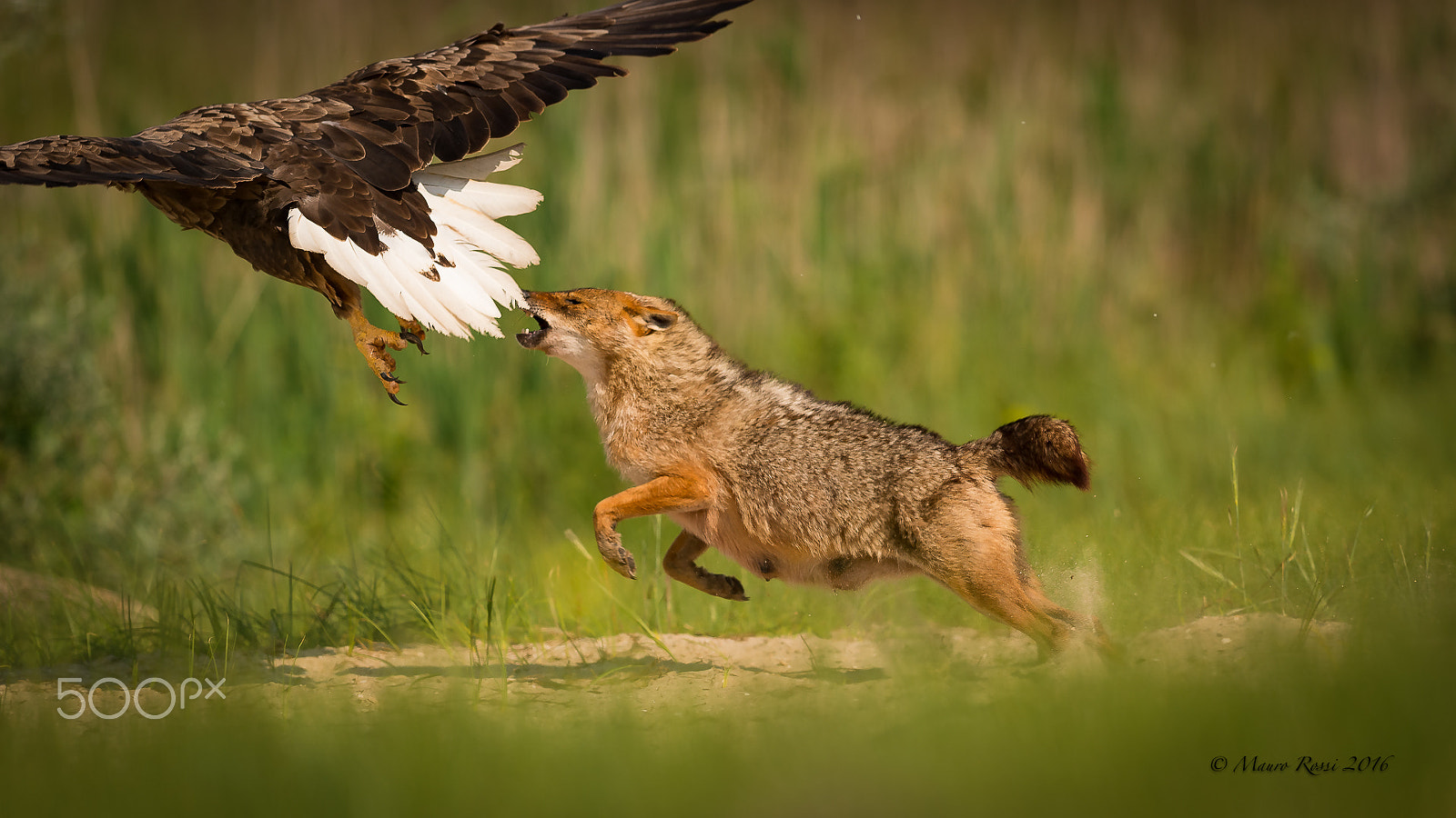 Nikon D4S + Nikon AF-S Nikkor 300mm F2.8G ED VR II sample photo. The golden jackal vs white tailed eagle. photography