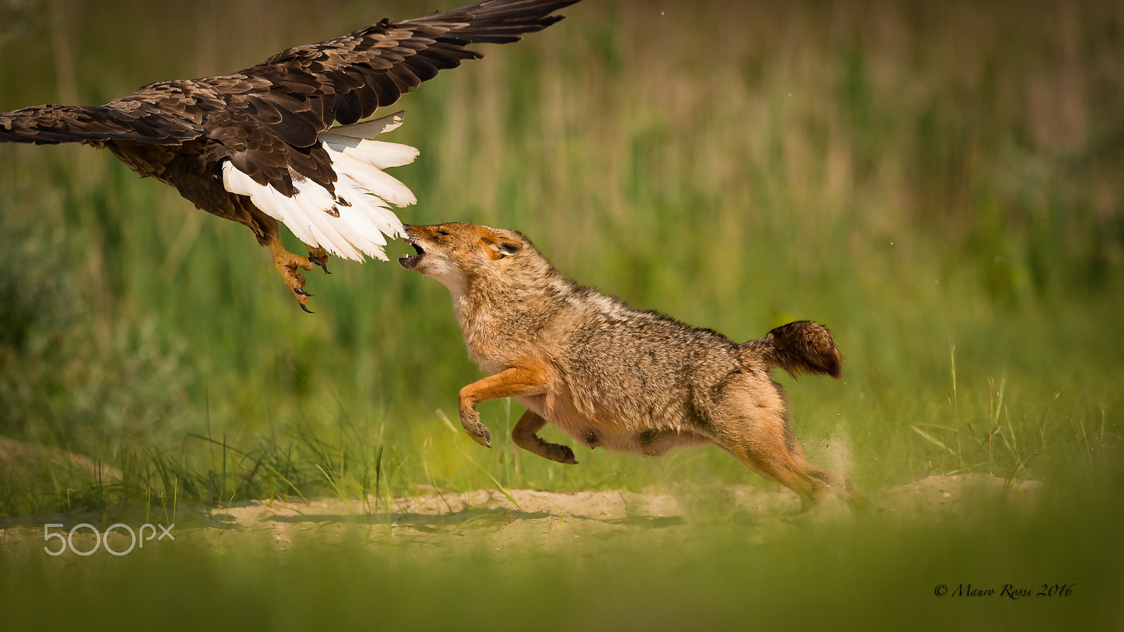Nikon AF-S Nikkor 300mm F2.8G ED VR II sample photo. The golden jackal vs white tailed eagle. photography