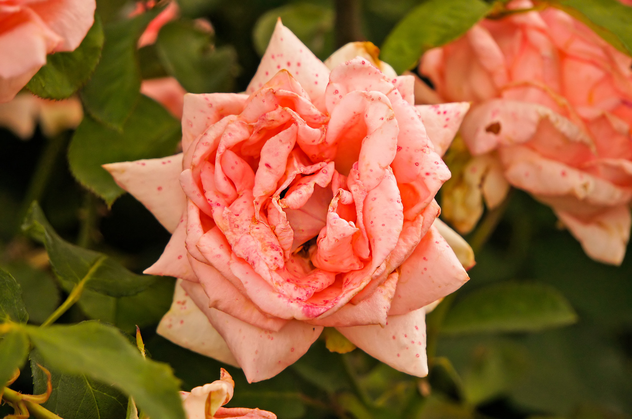 Sony Alpha NEX-C3 sample photo. Rose photography