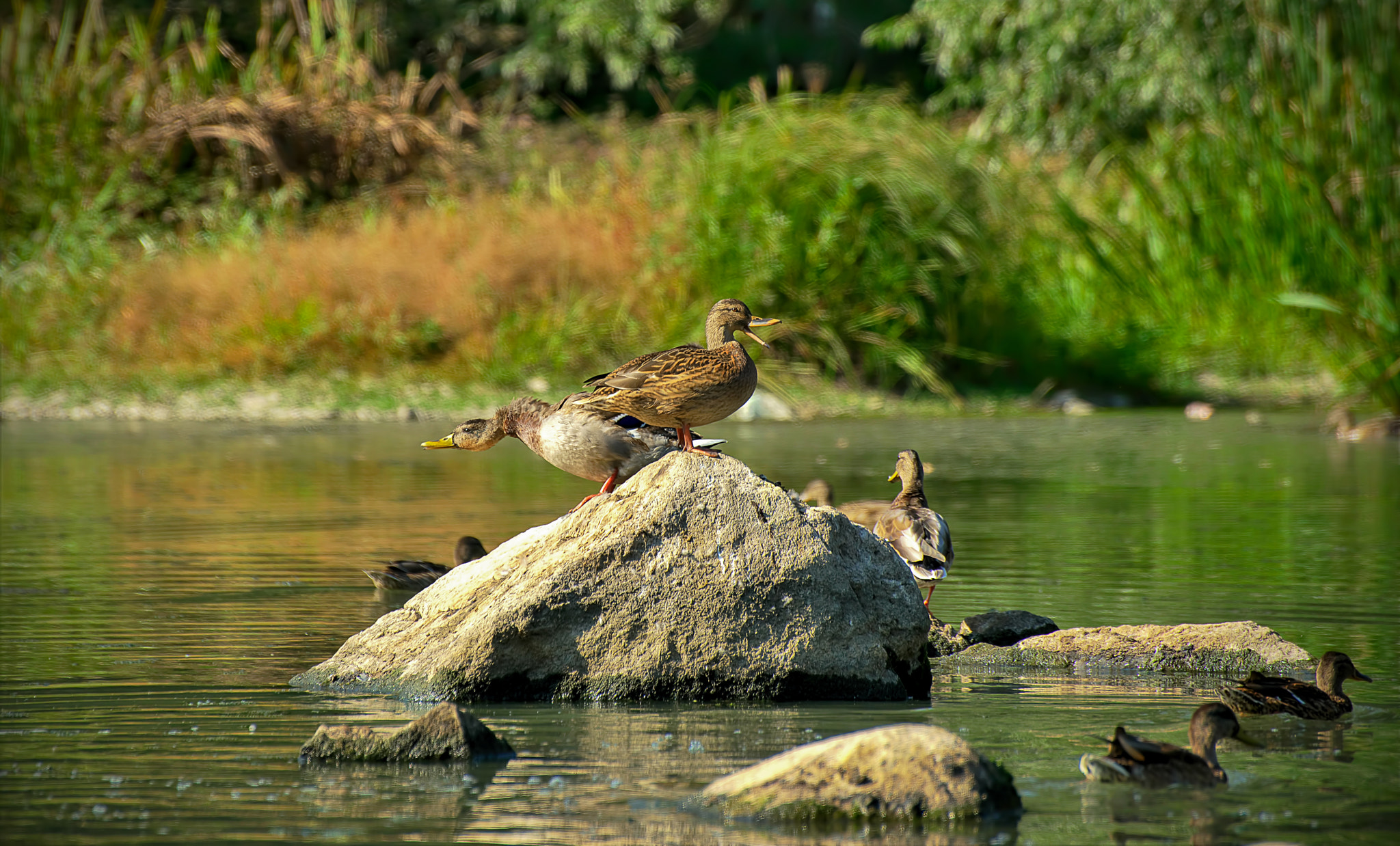 VR 70-300mm F/4.5-5.6 G sample photo. Quack- quack photography