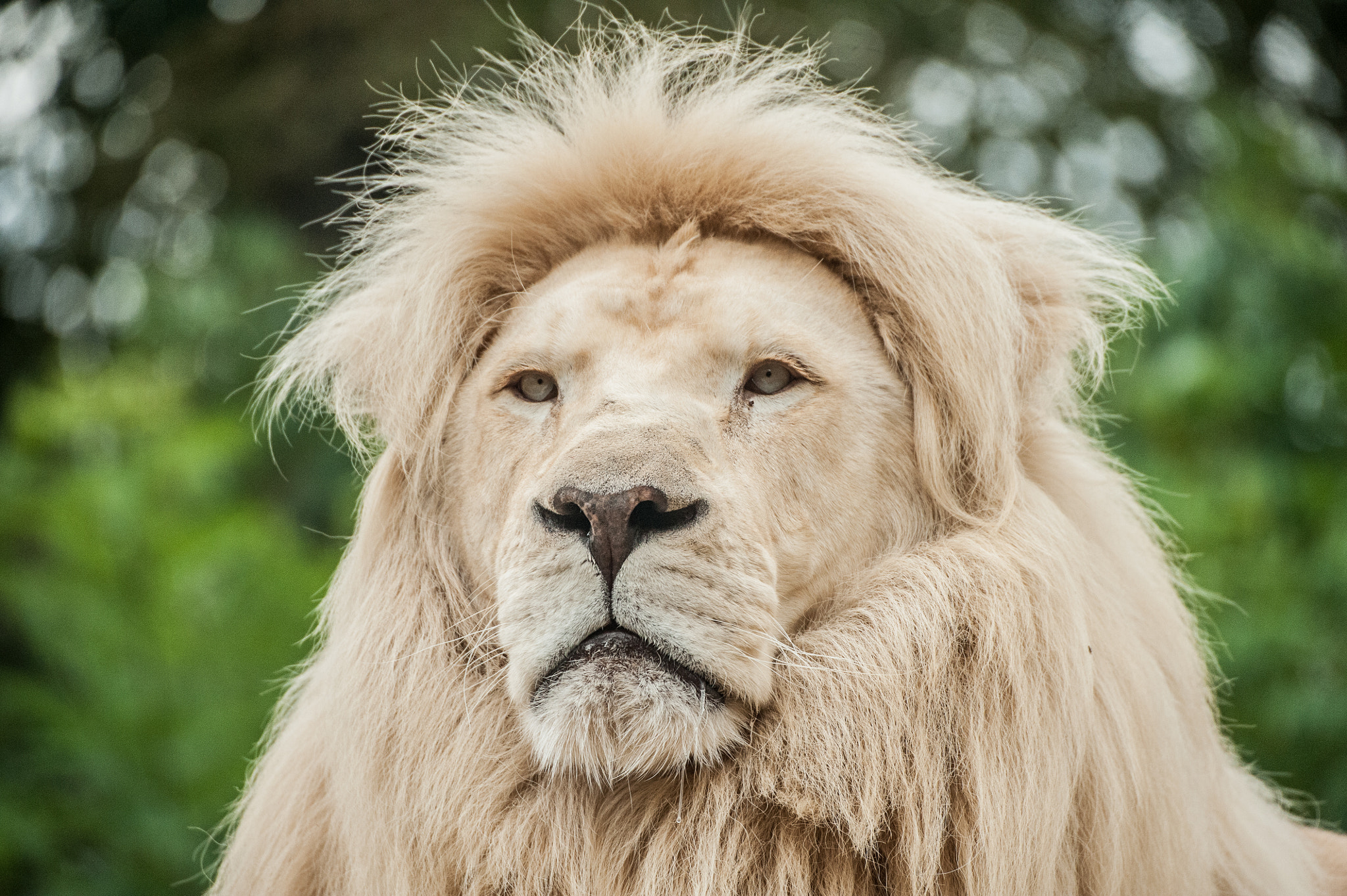 Sigma 50-500mm F4.5-6.3 DG OS HSM sample photo. The king photography
