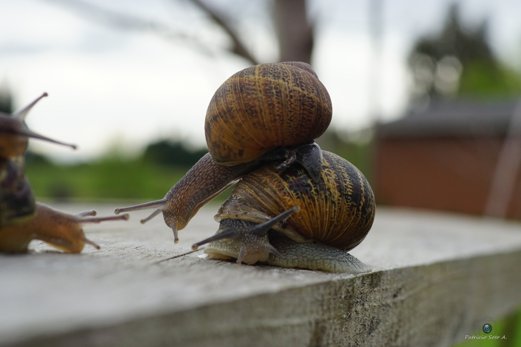 Sony DT 30mm F2.8 Macro SAM sample photo. Rumita!!!! photography