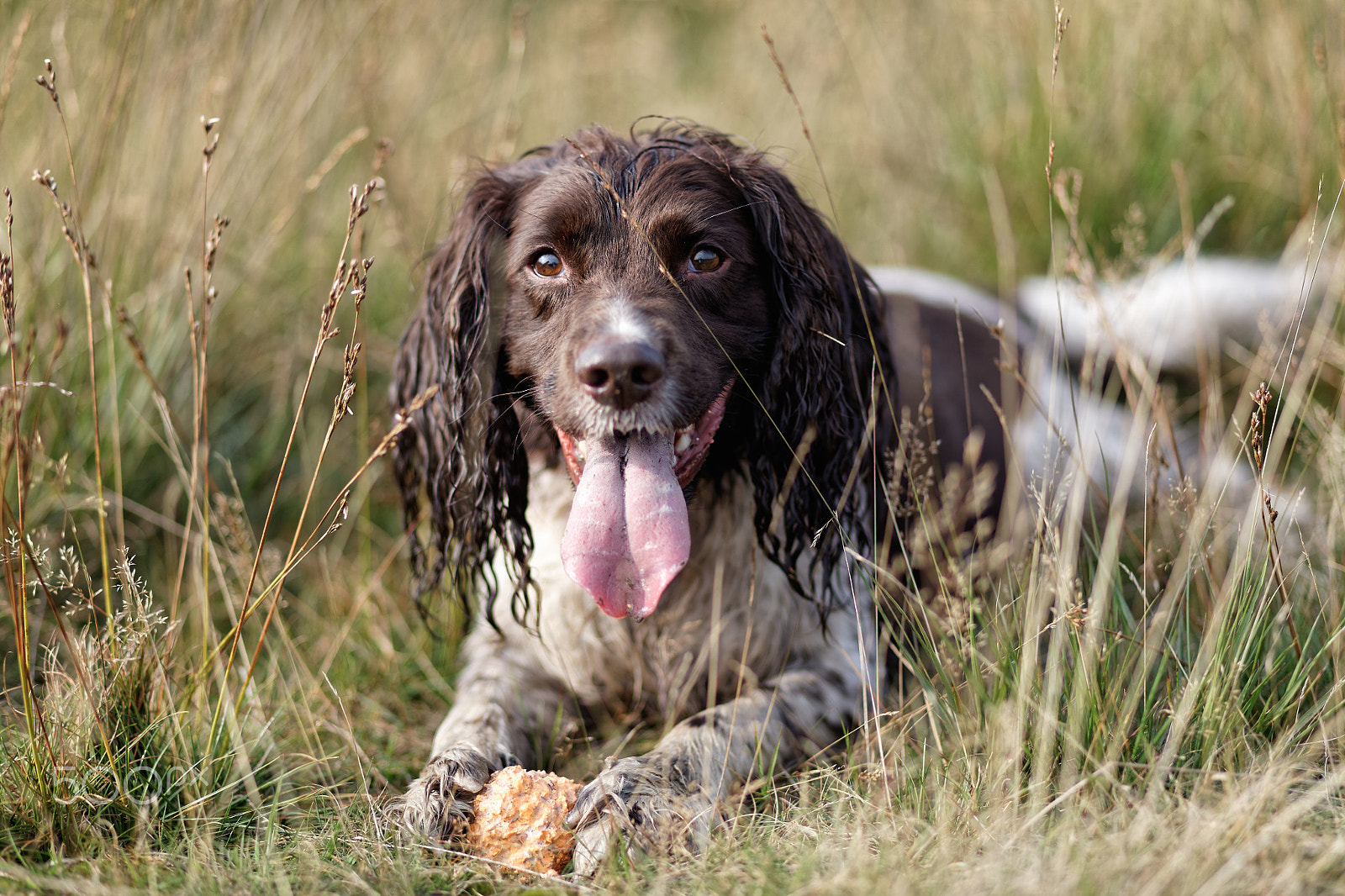 Canon EOS 5DS + Canon EF 85mm F1.8 USM sample photo. Springer spaniel milo photography