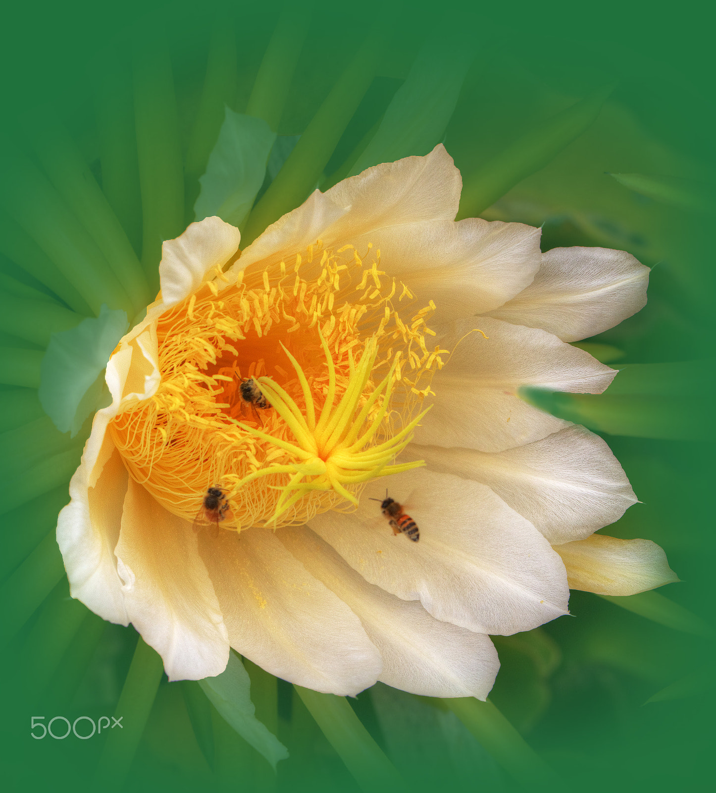 Canon EOS 5DS + Canon EF 100mm F2.8L Macro IS USM sample photo. Wait ! i am coming. photography