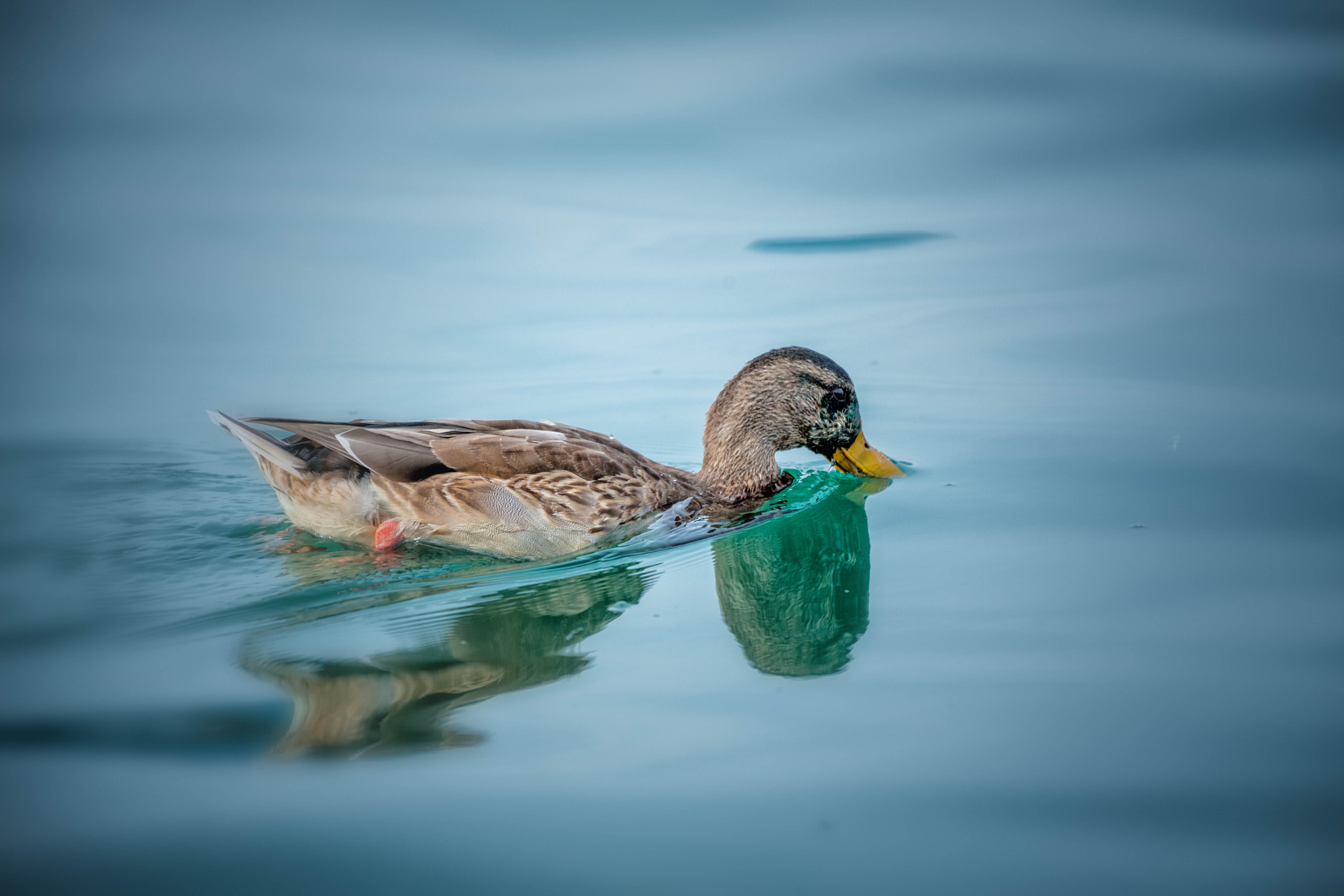 Nikon D3X sample photo. Hometown young duck mirroring photography